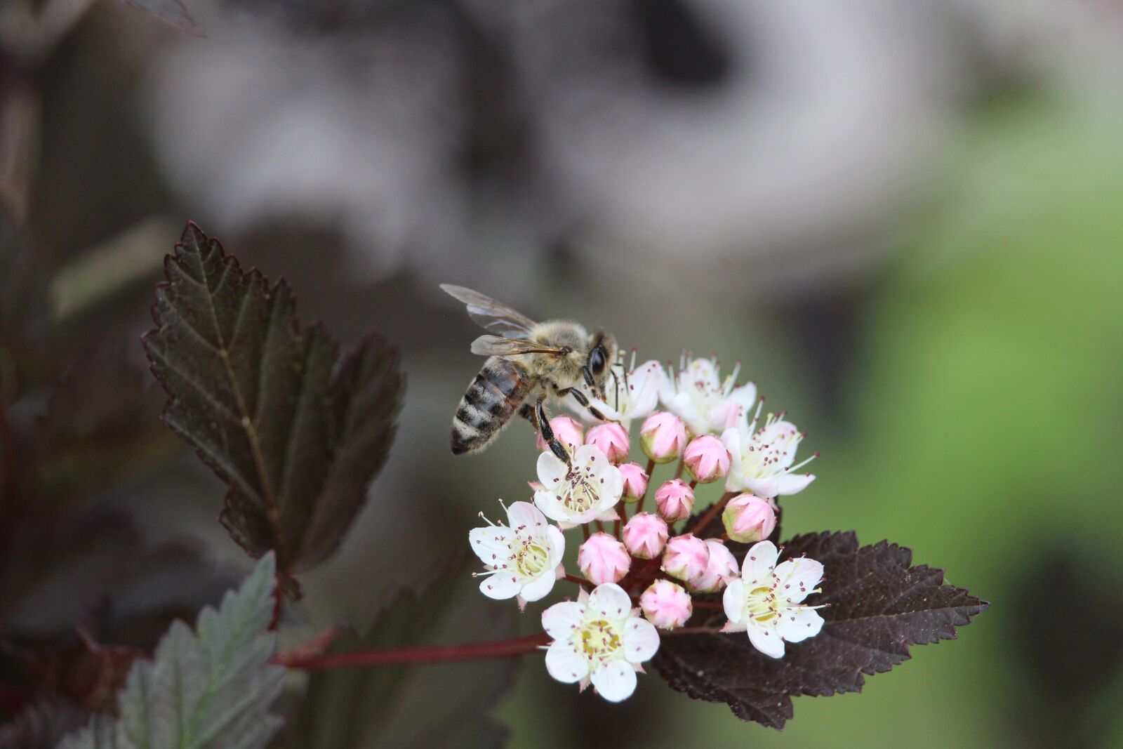 Canon EOS 1200D (EOS Rebel T5 / EOS Kiss X70 / EOS Hi) sample photo. Flower, bee, blossom photography