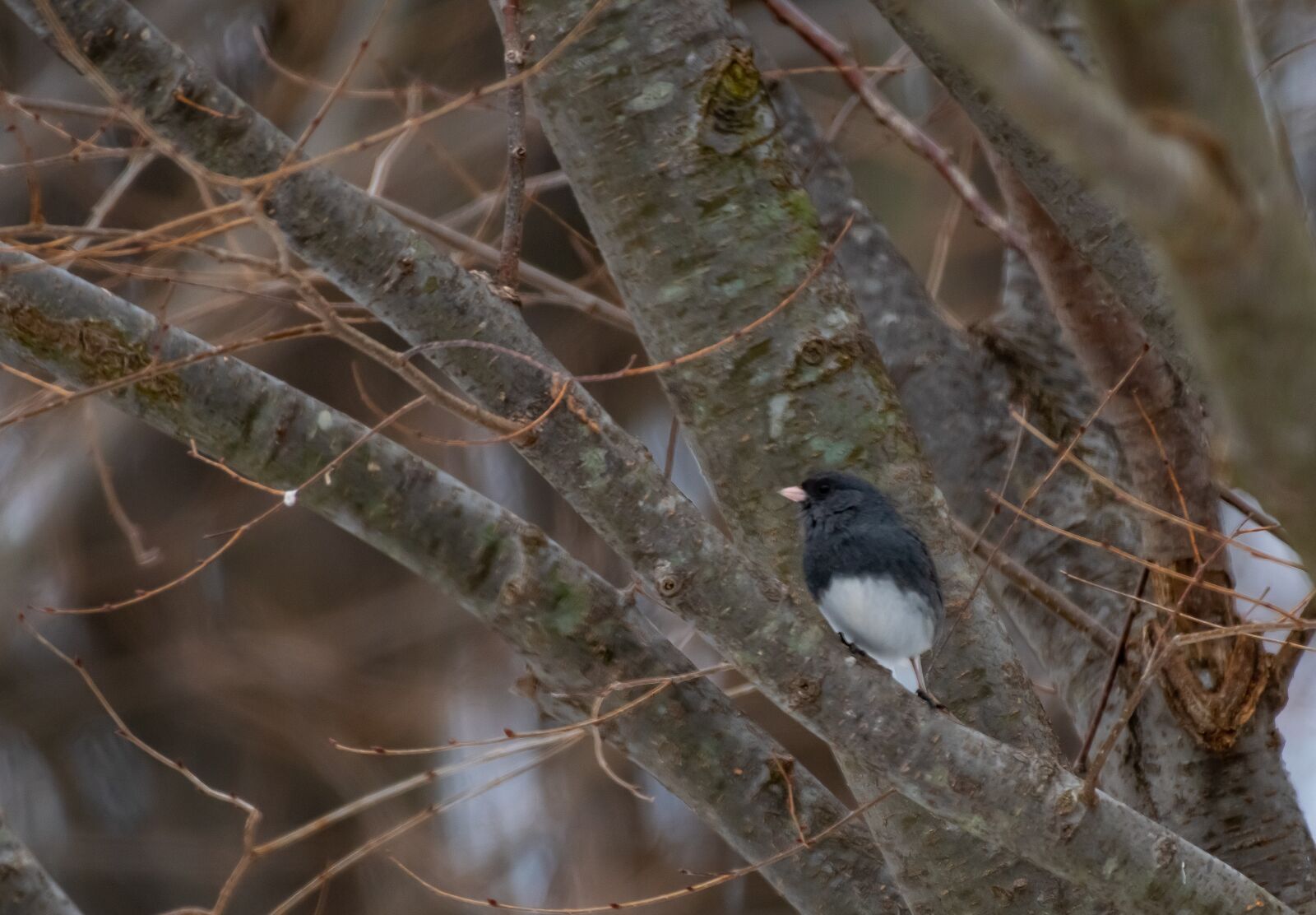 Nikon D500 sample photo. Backyard, wildlife, birdwatching photography