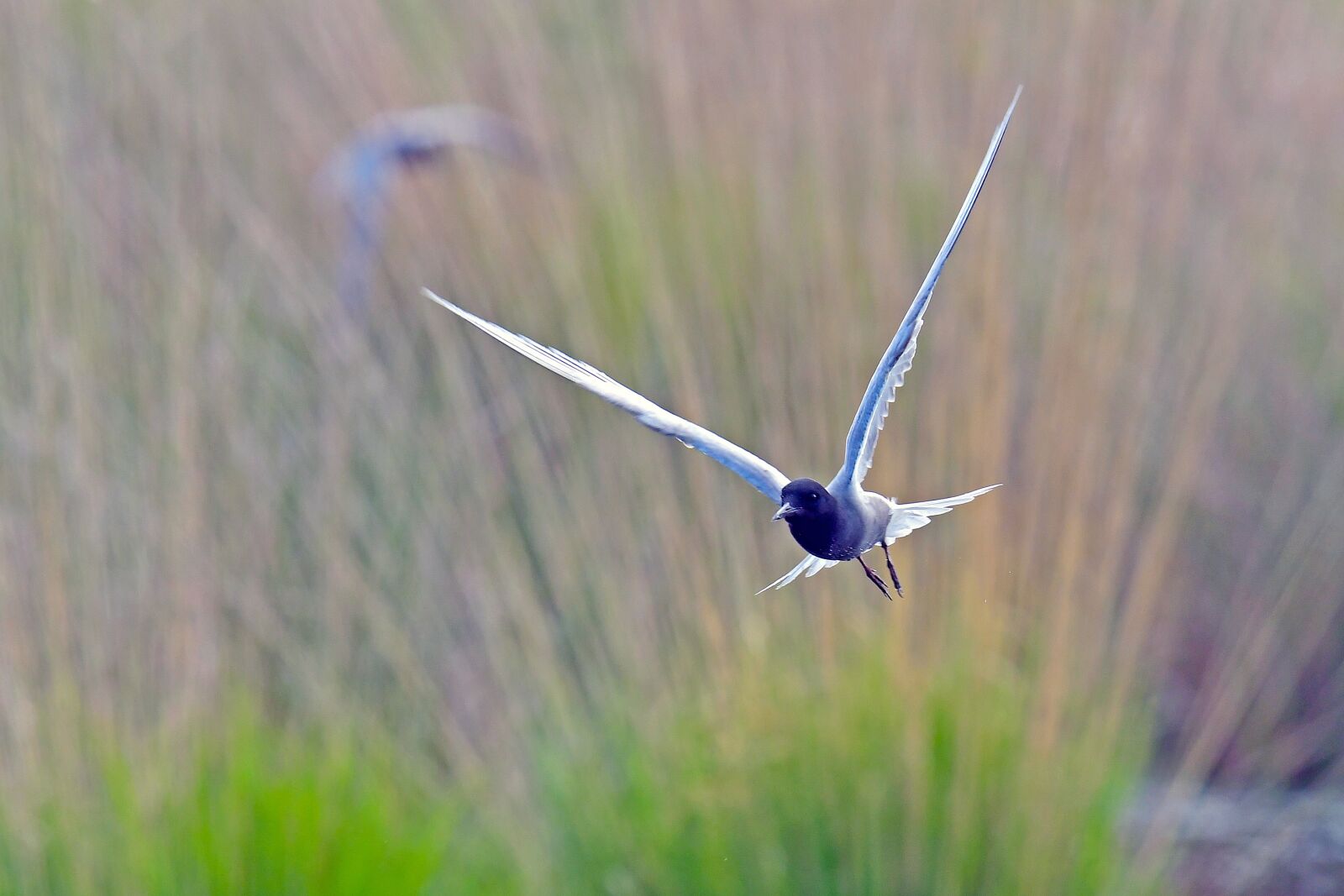 Nikon D500 sample photo. Black tern, tern, bird photography