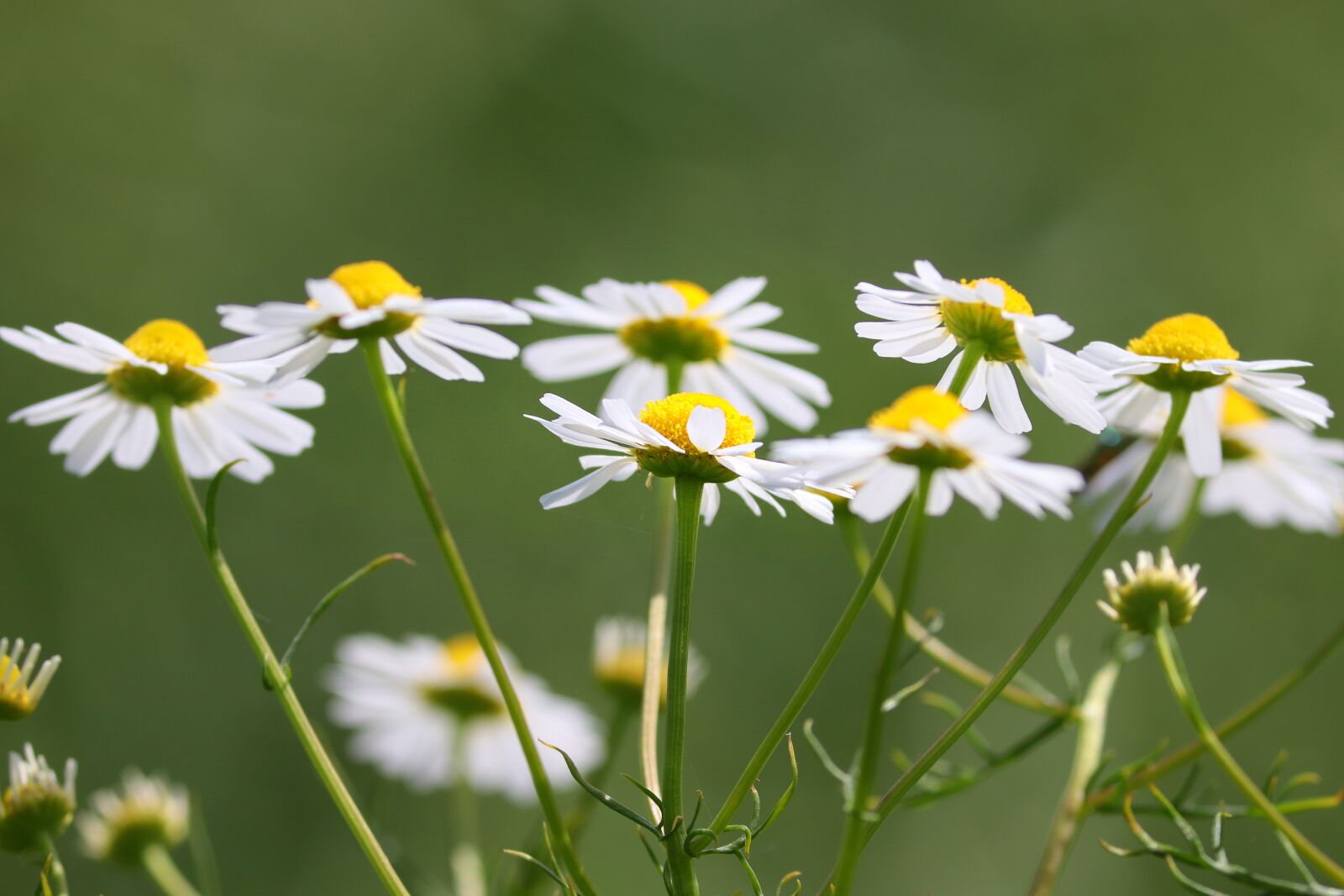 Canon EOS 200D (EOS Rebel SL2 / EOS Kiss X9) sample photo. Chamomile, chamomile blossoms, medicinal photography
