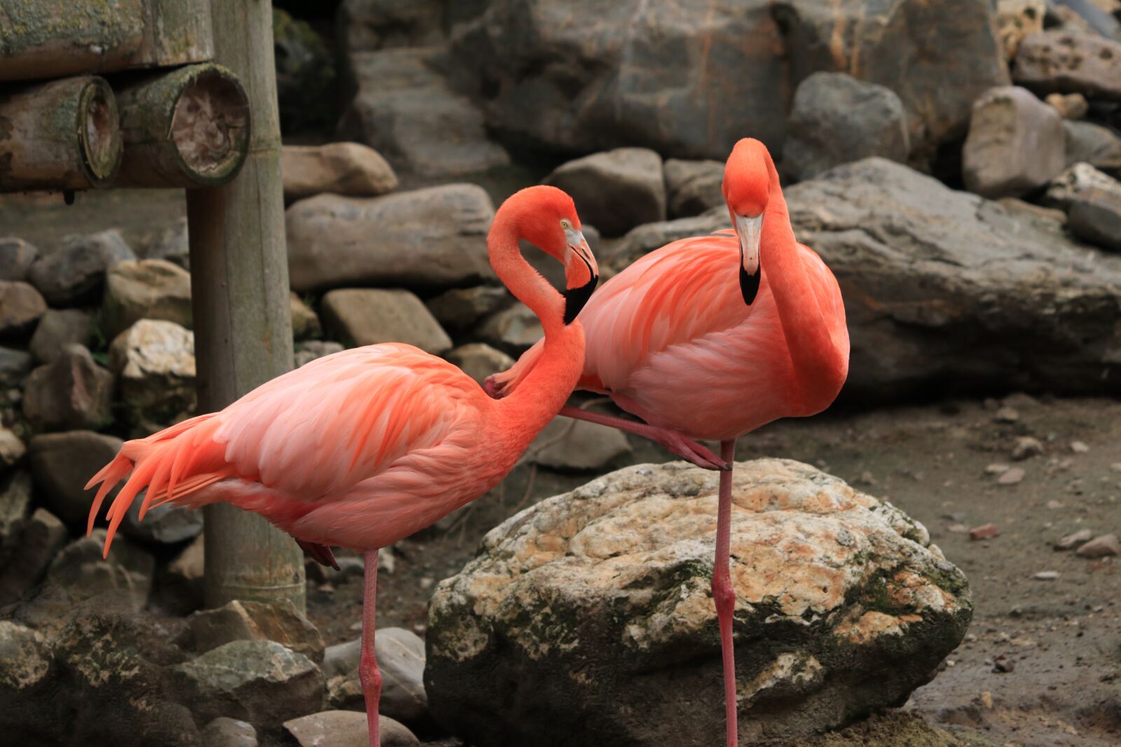 Canon EOS 80D sample photo. Flamingo, bird, pink photography