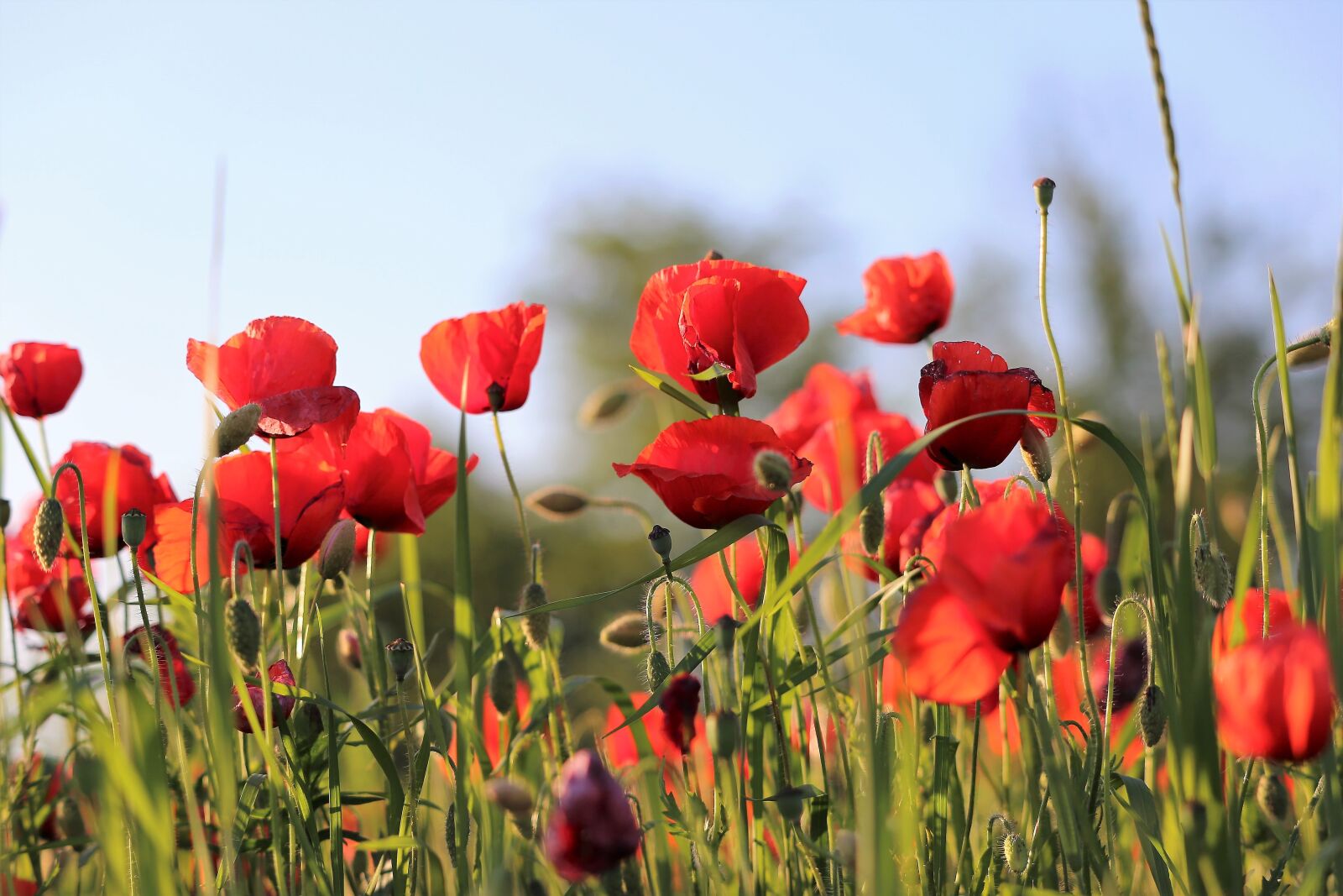 Canon EF 70-300 F4-5.6 IS II USM sample photo. Red poppys, evening, bloom photography