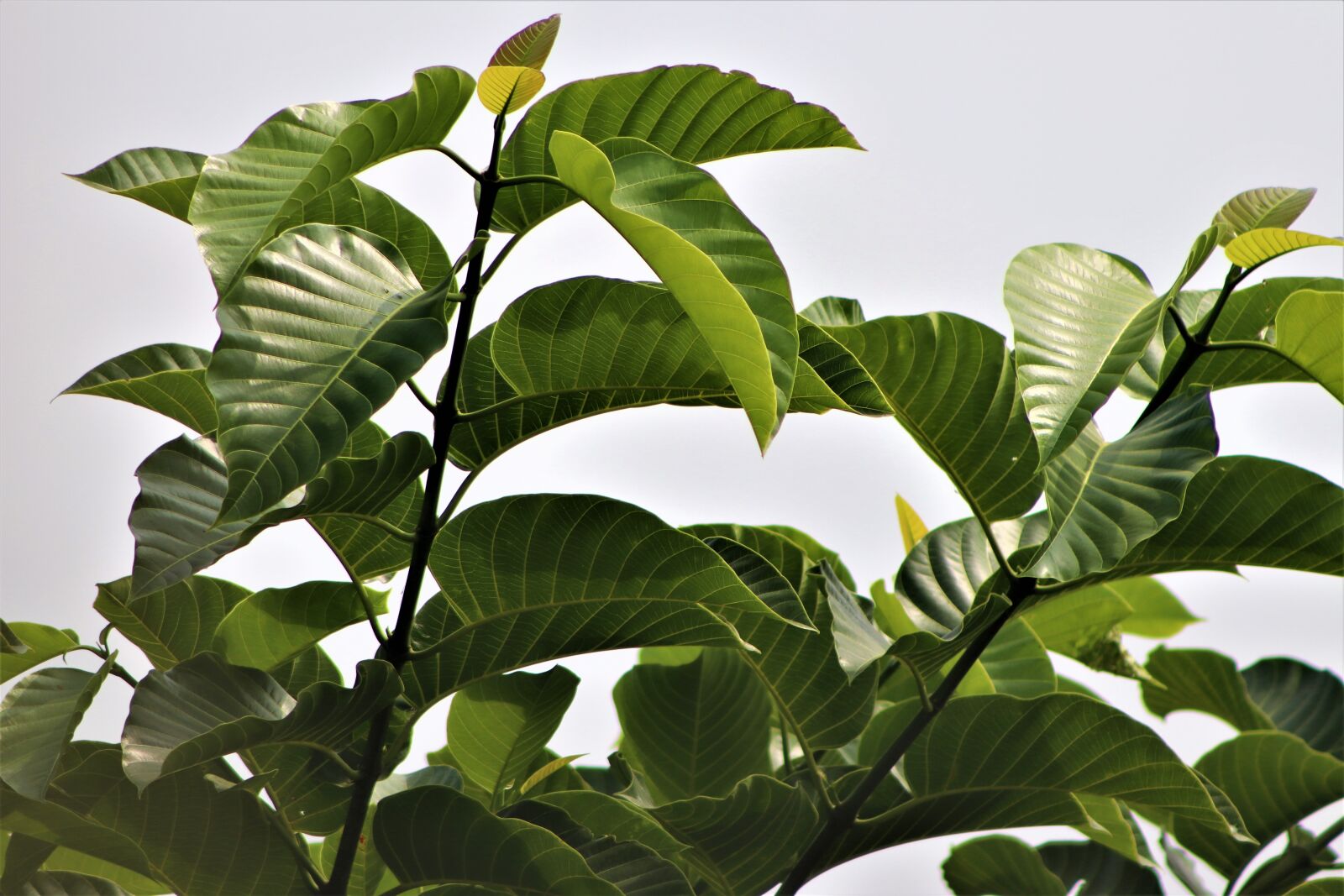 Canon EOS 800D (EOS Rebel T7i / EOS Kiss X9i) sample photo. Tree, leaf, nature photography