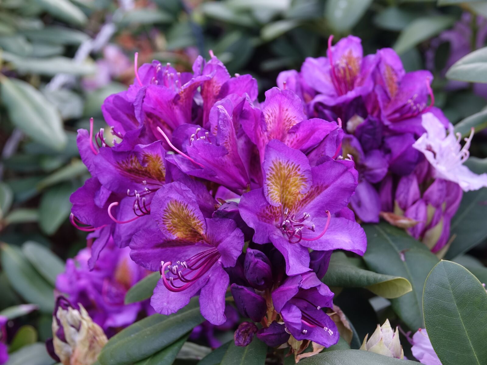 Sony Cyber-shot DSC-RX10 III sample photo. Rhododendron, garden, flower photography