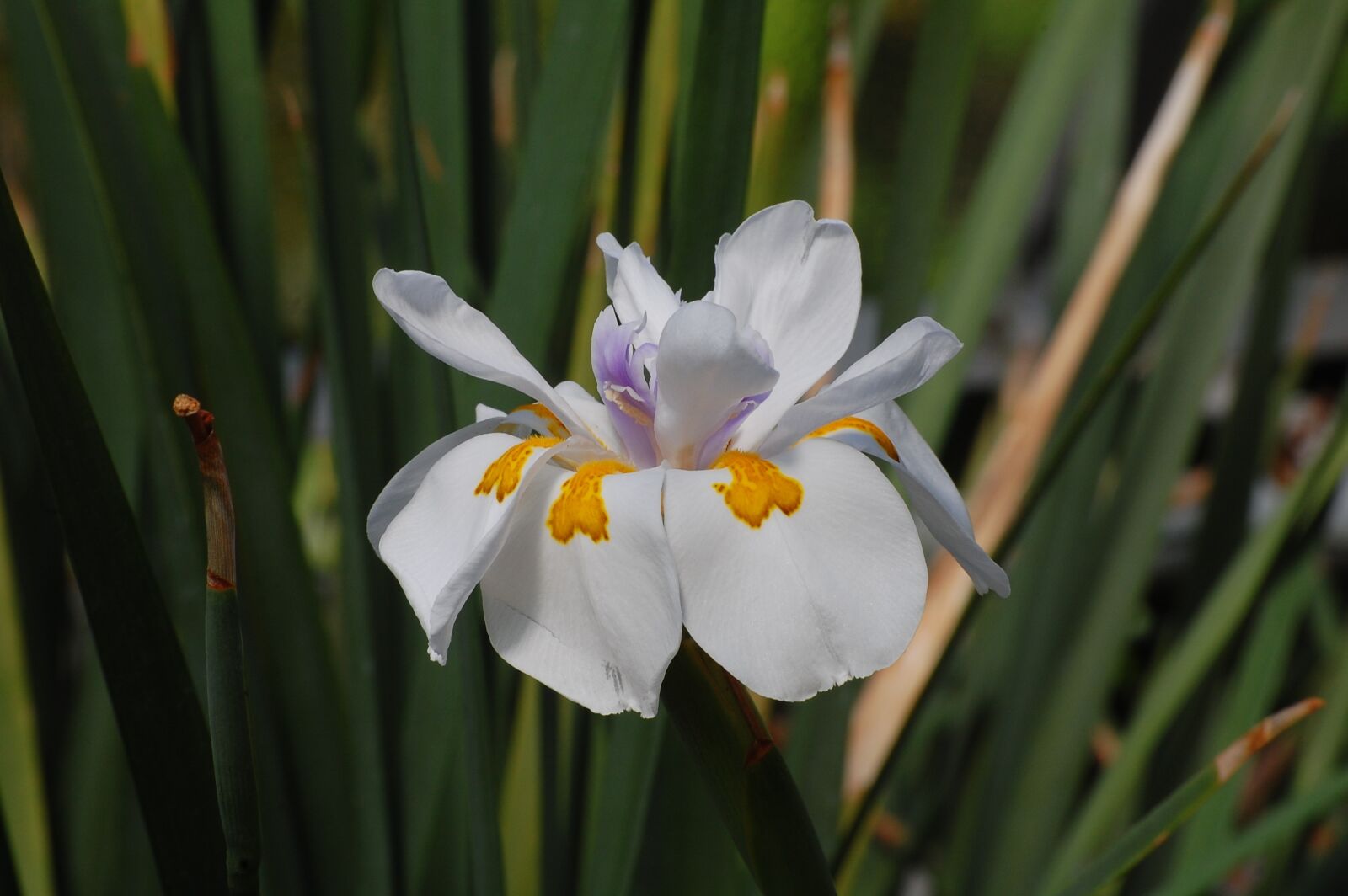 Nikon D40 sample photo. Lily, flower, blossomed photography
