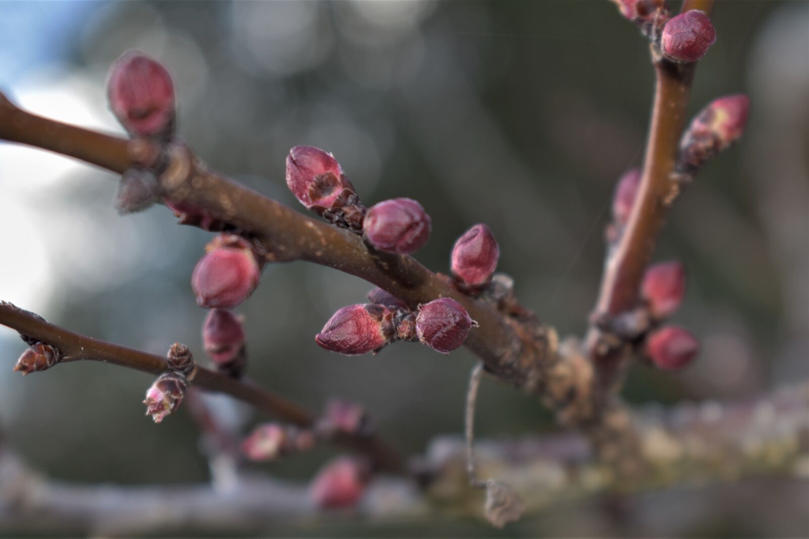 Nikon D5500 sample photo. Apricot tree, tree, apricots photography