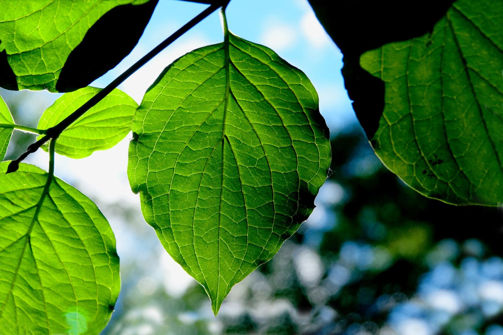 Sony Cyber-shot DSC-RX10 III sample photo. Leaf, nature, plant photography