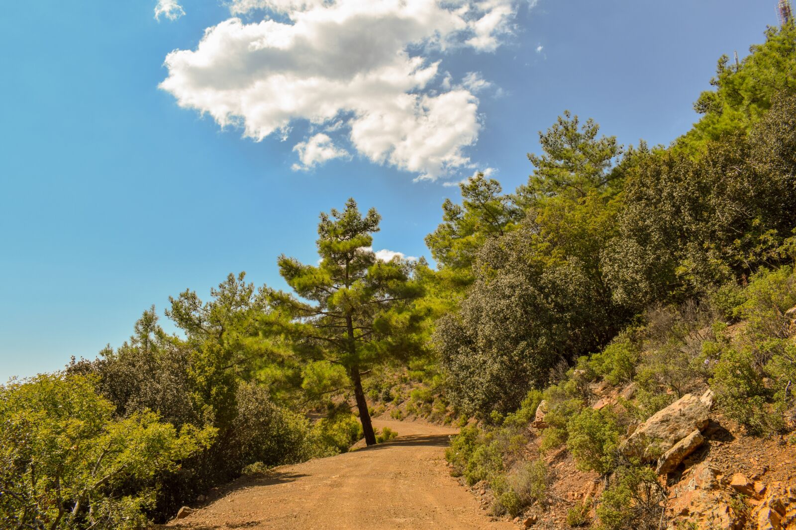 Nikon D3300 sample photo. Dirt road, forest, woods photography
