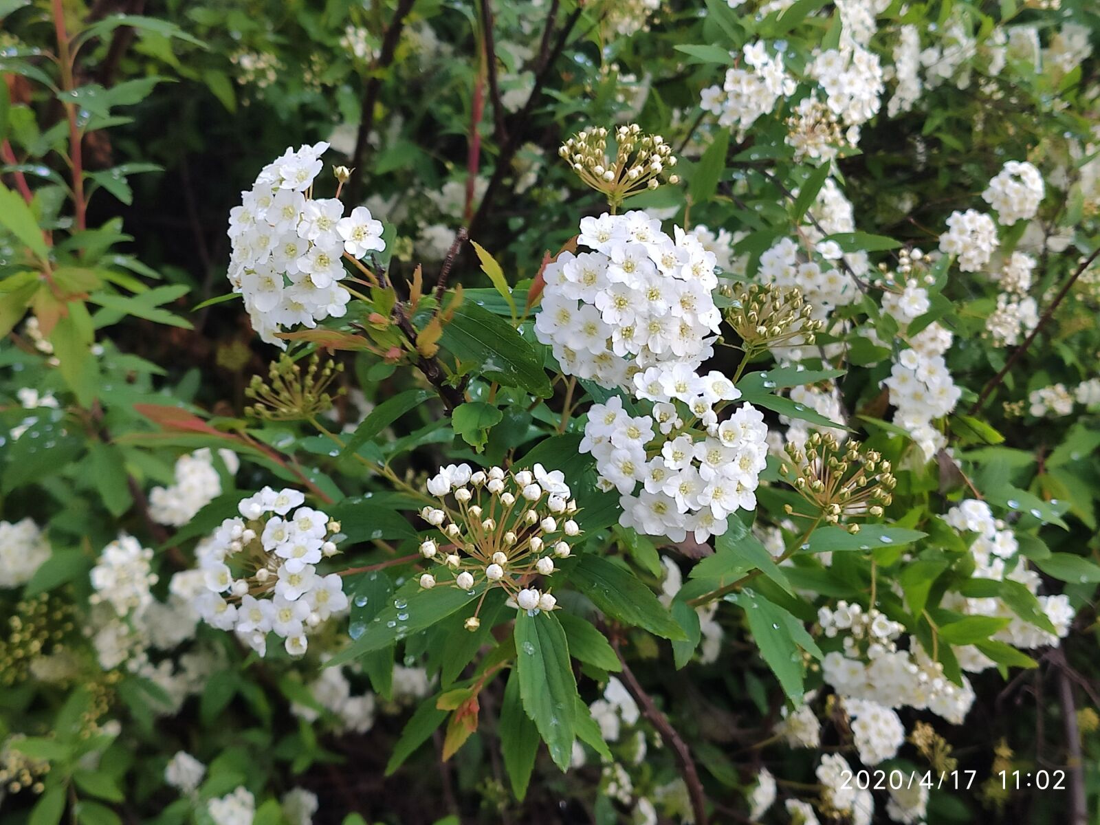 Xiaomi Mi 9T sample photo. Flowers, shrubs, garden photography