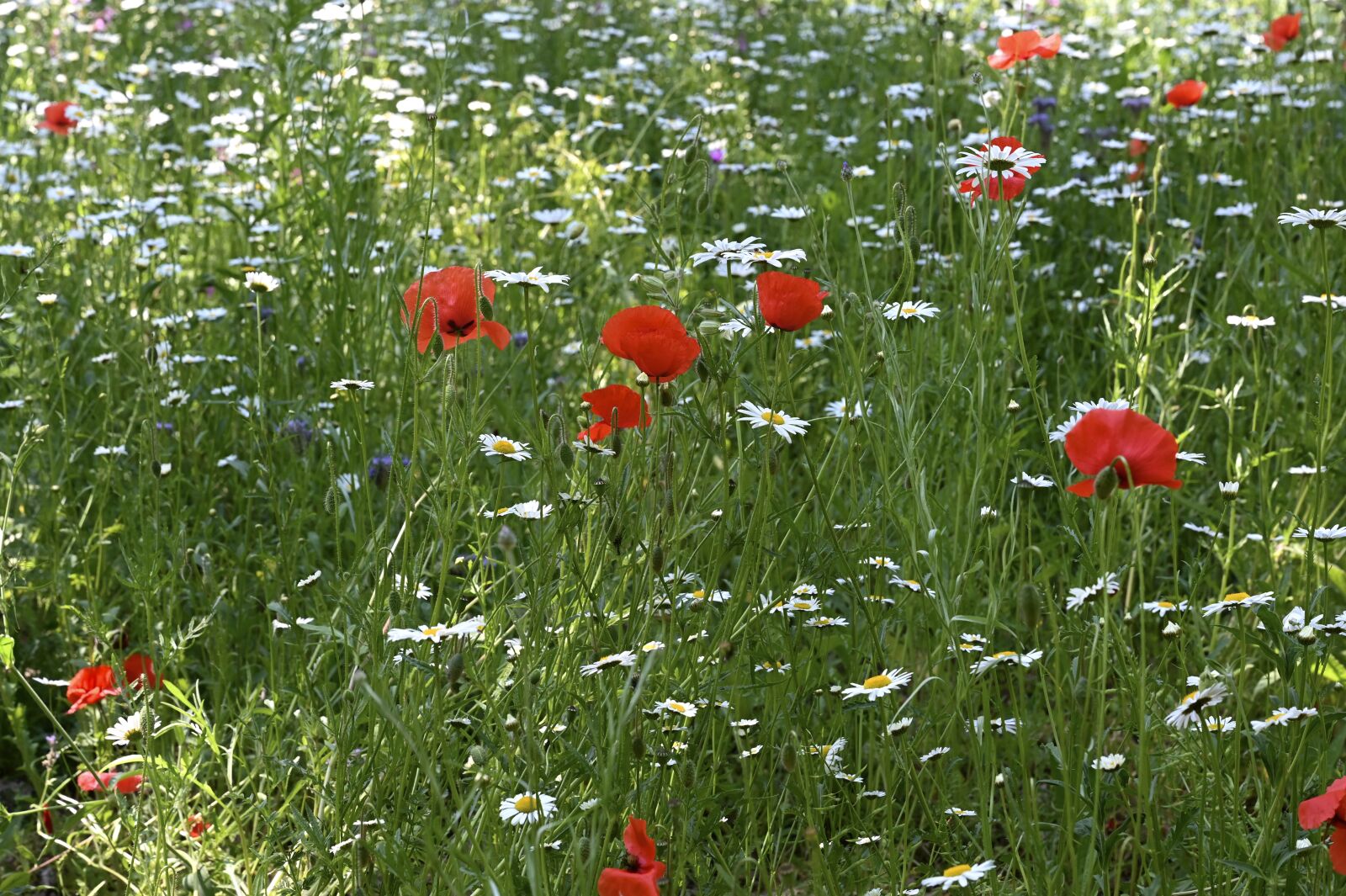Nikon Z6 sample photo. Flower meadow, daisy, poppy photography