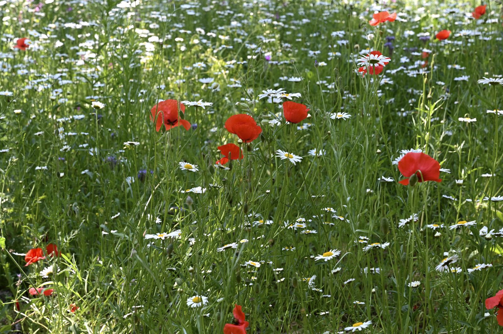 Nikon Z6 sample photo. Flower meadow, daisy, poppy photography
