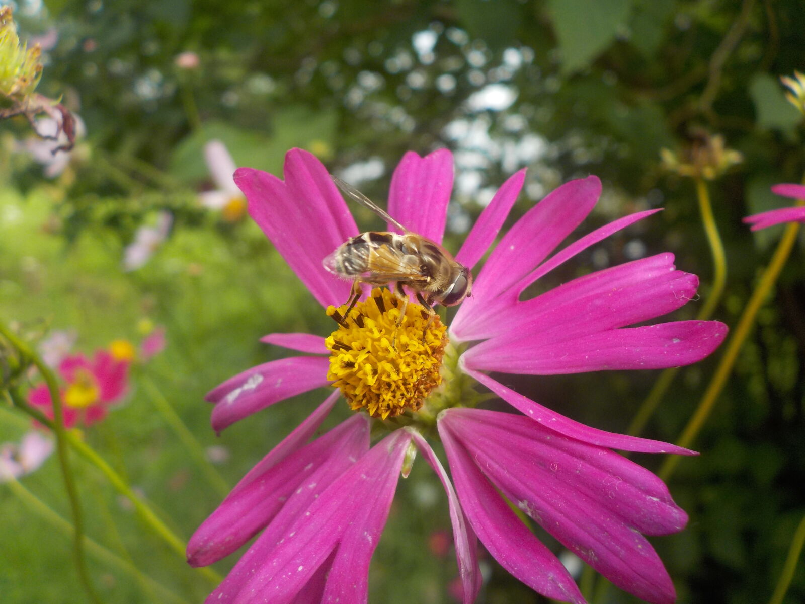Nikon Coolpix W100 sample photo. Bee, flower photography