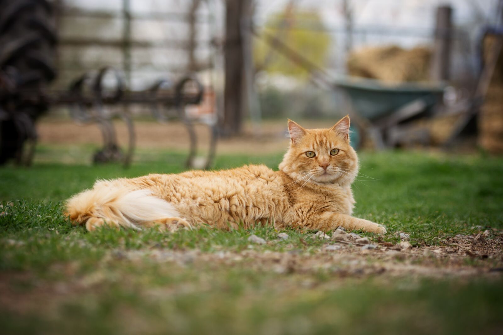 Nikon D7200 sample photo. Cat, animal, pet photography