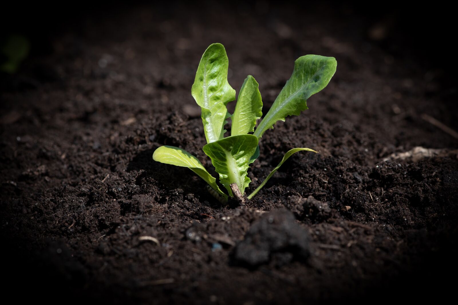 Nikon D750 sample photo. Lettuce seedling, salad, garden photography