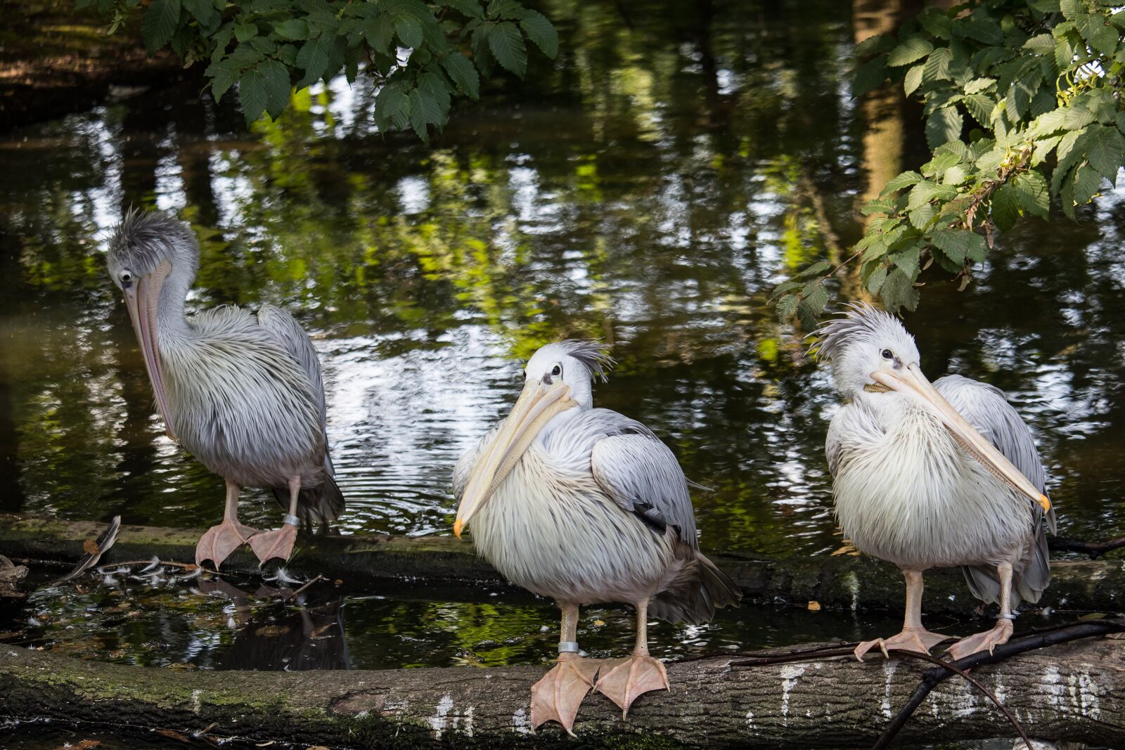 Canon EF-S 55-250mm F4-5.6 IS STM sample photo. Pelikan, bird, animal photography