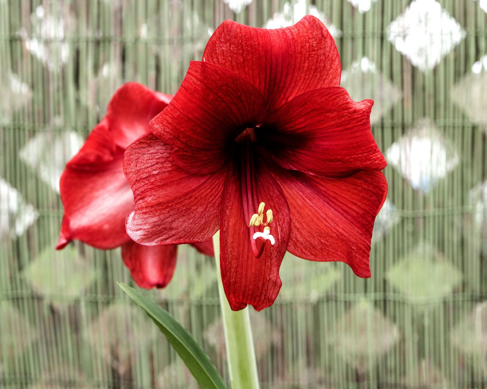 Nikon D750 sample photo. Flower, amaryllis, red photography