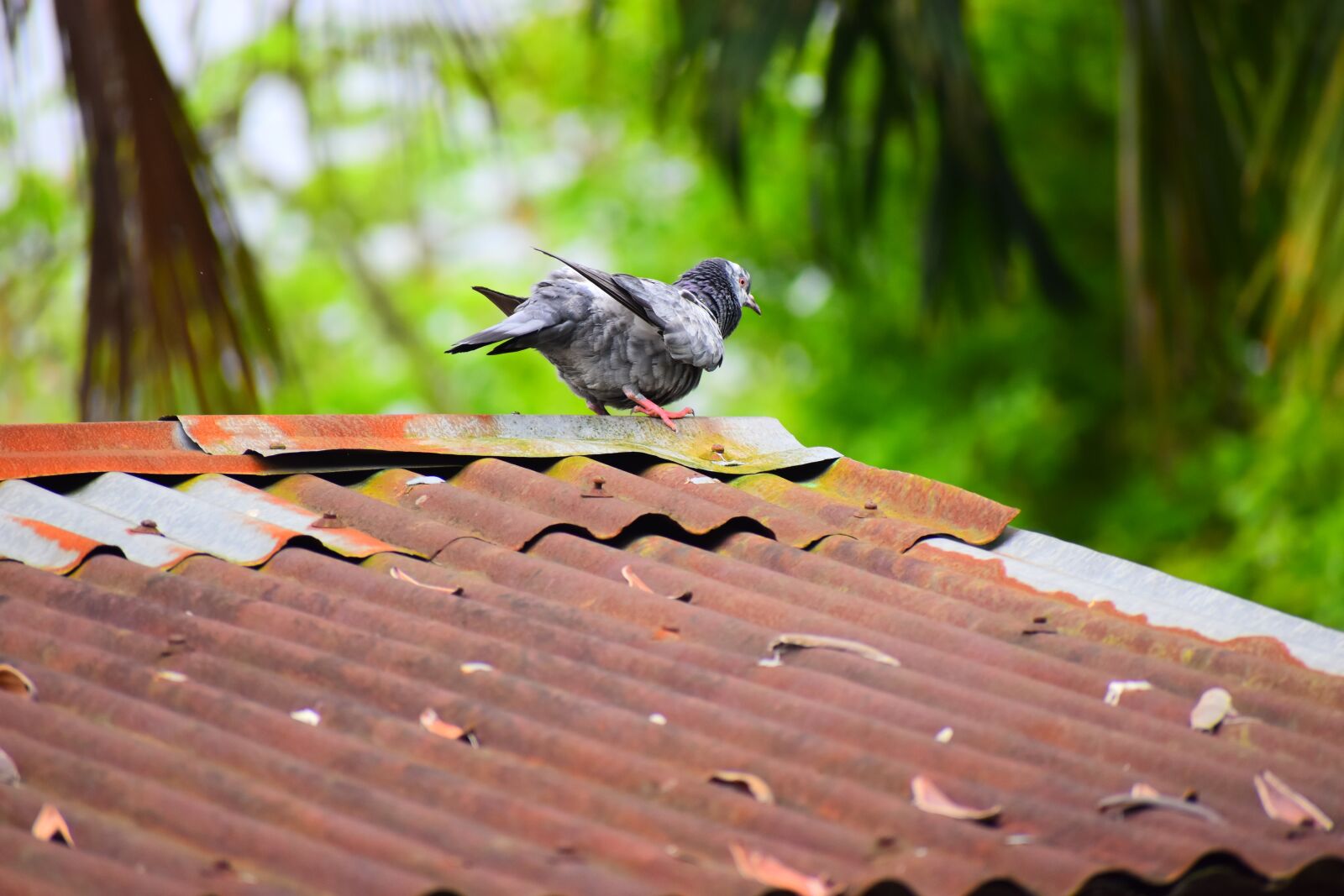 Nikon D5600 sample photo. Nature, bird, wood photography