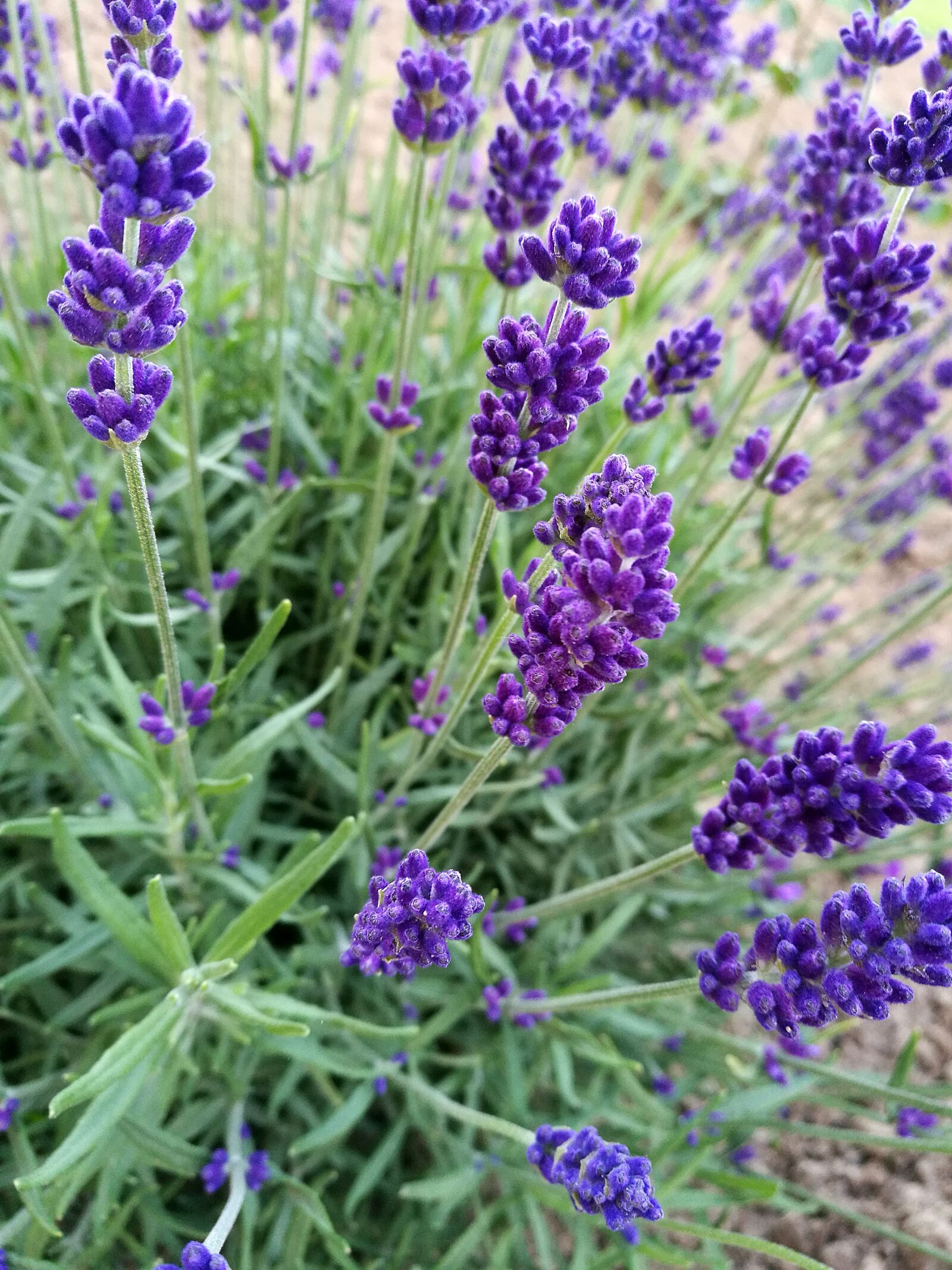 HUAWEI P9 sample photo. Lavender, macro, summer photography