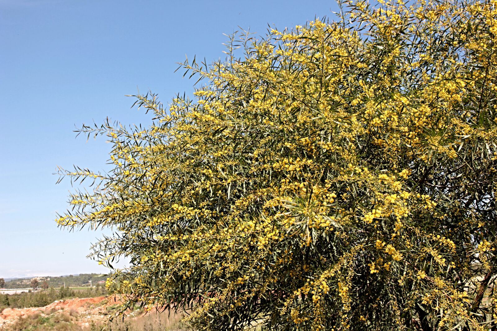 Canon EF 24-70mm F2.8L II USM sample photo. Mimosa, plant, tree photography