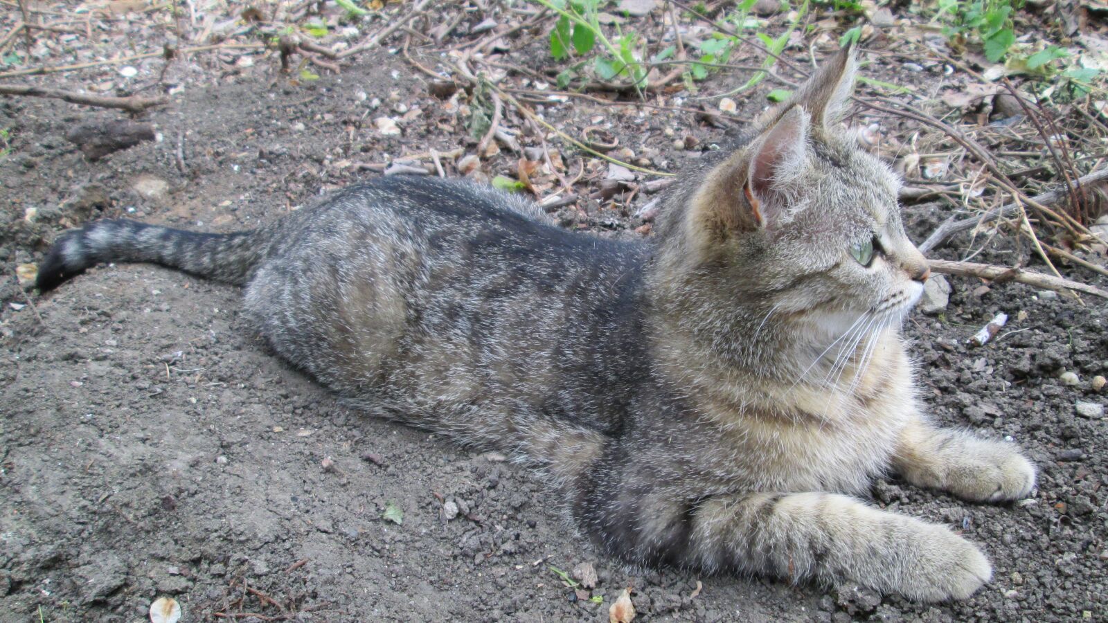 Canon PowerShot A810 sample photo. Cat, nature, creative photography