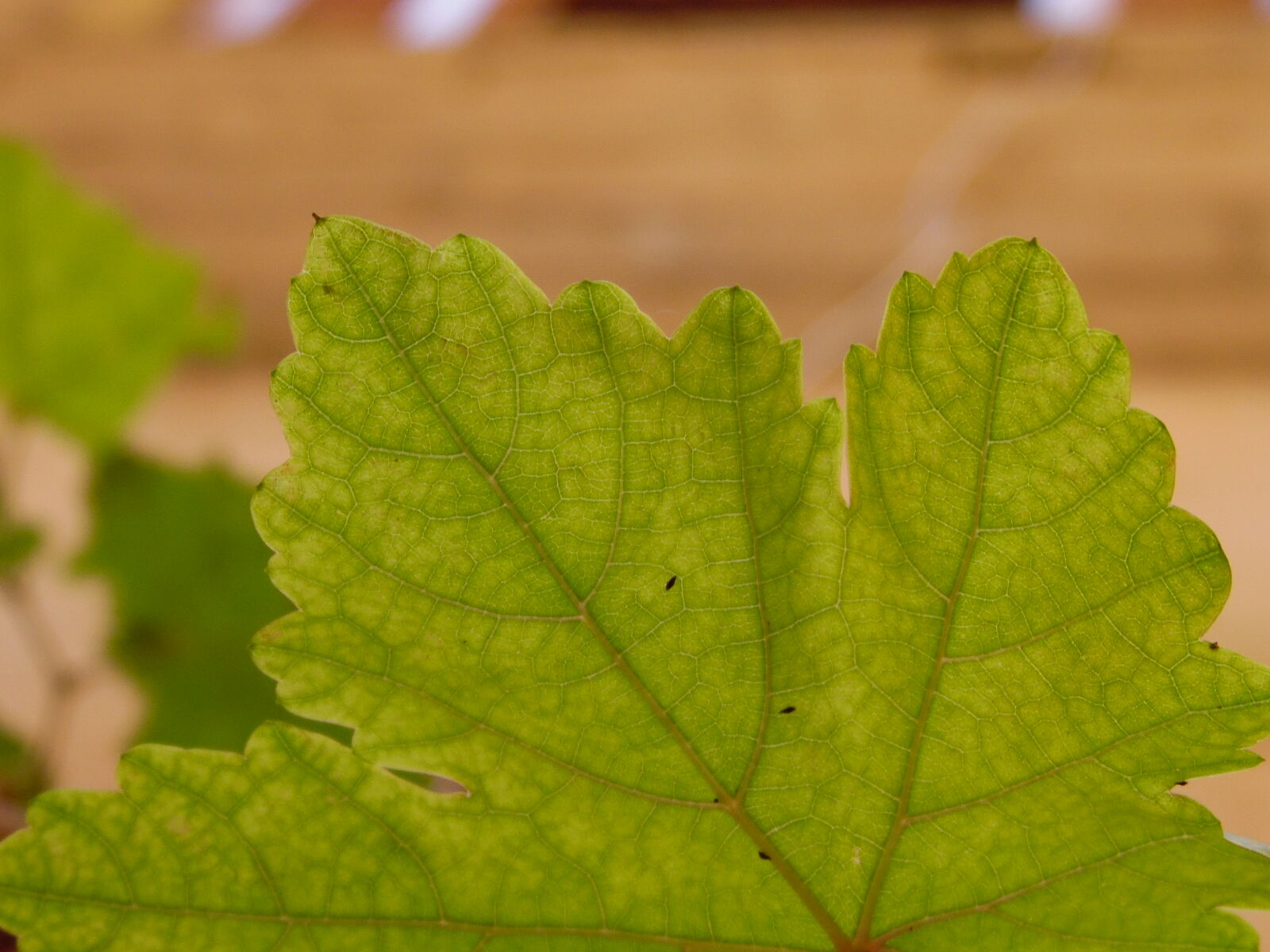 Samsung WB1100F/WB1101F/WB1102F sample photo
