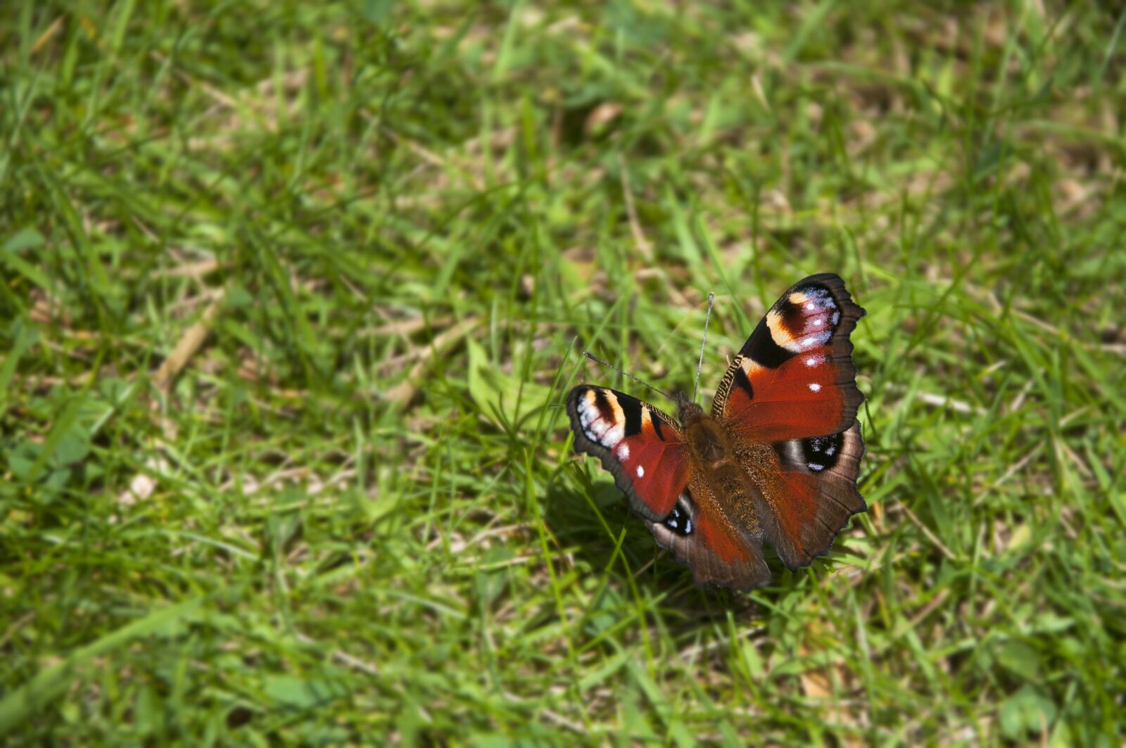 Nikon D90 sample photo. Butterfly, resting, rest photography
