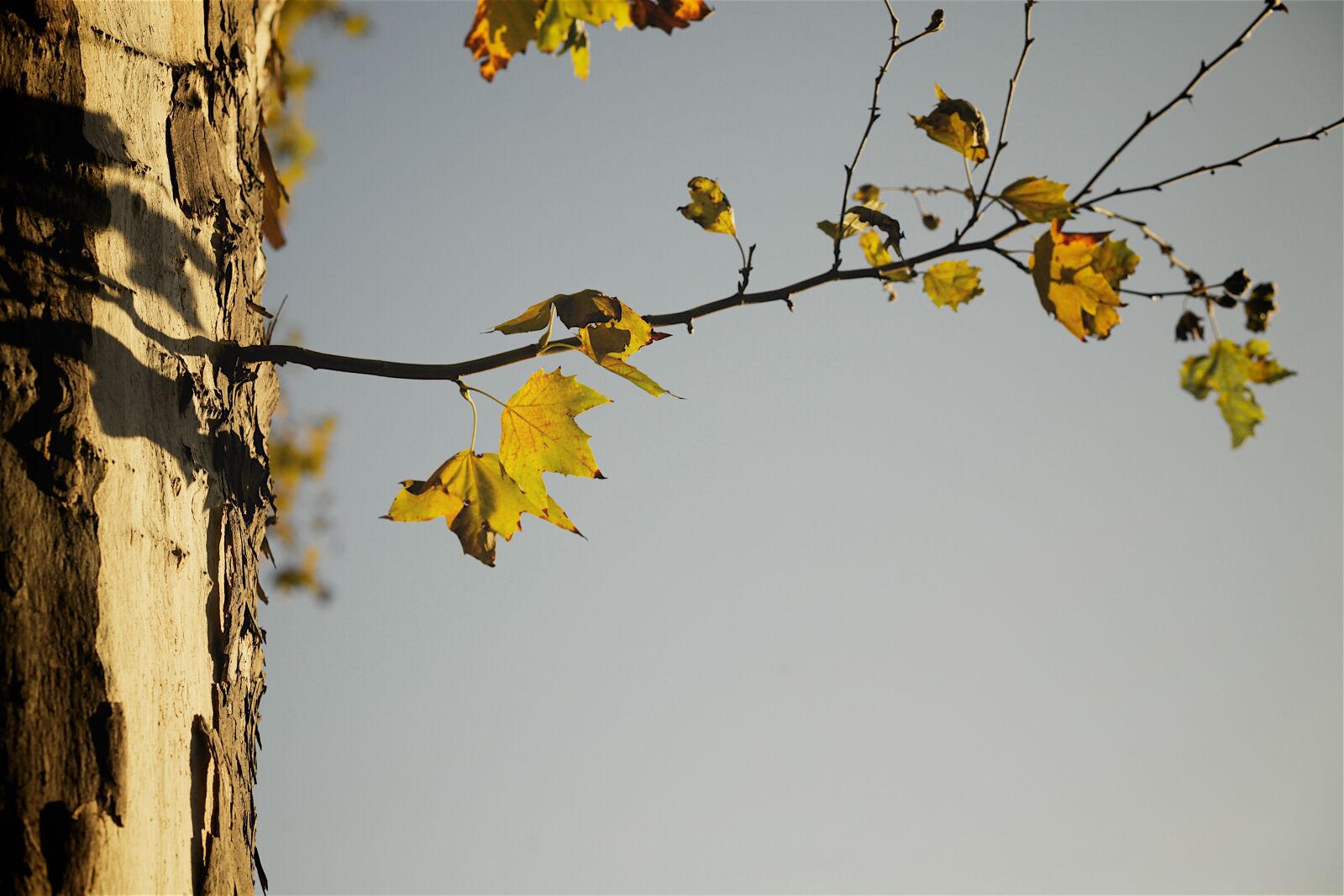 Canon EOS 5D Mark II sample photo. Autumn, trees, sad photography