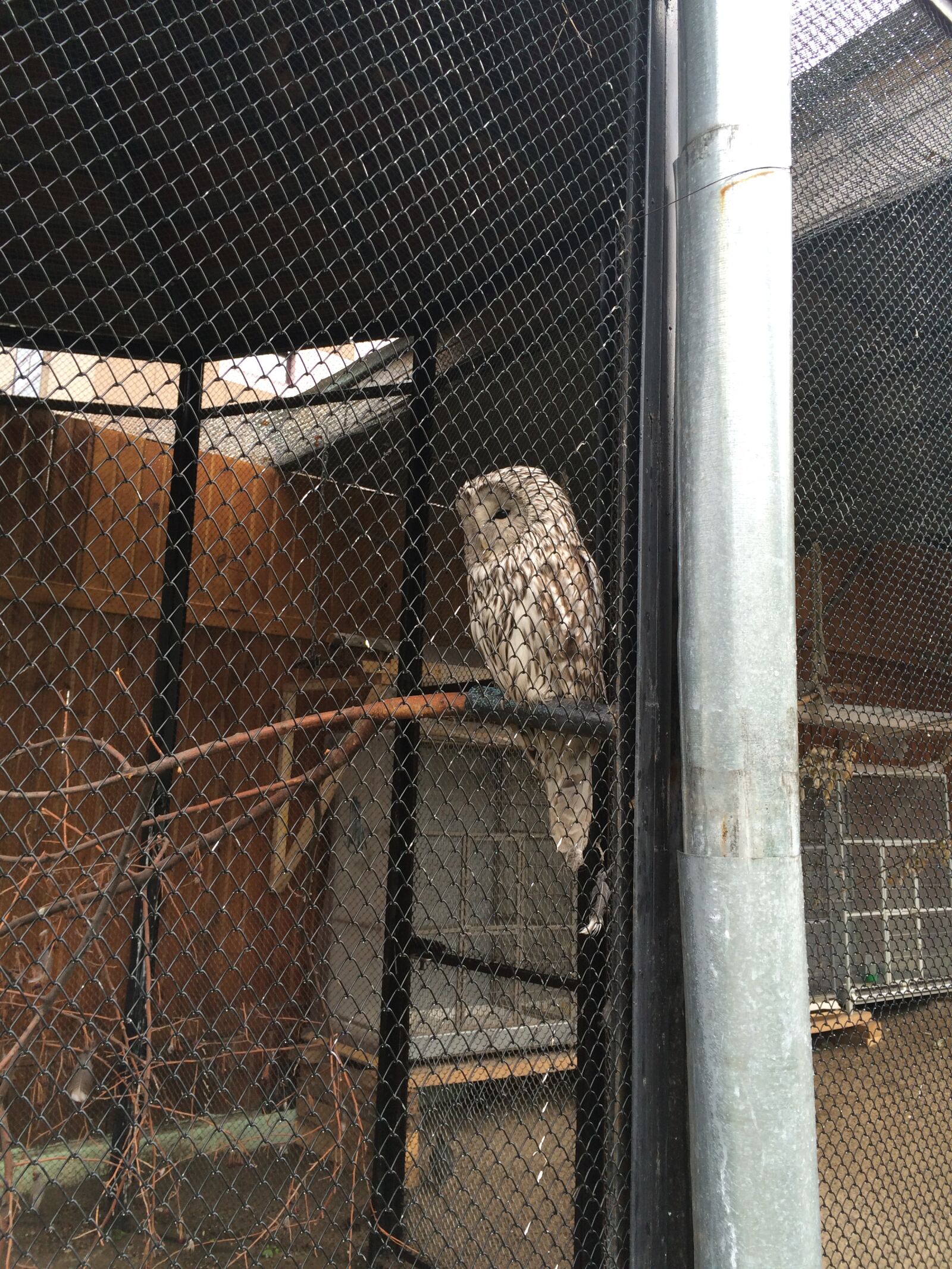 iPhone 5s back camera 4.15mm f/2.2 sample photo. Owl, zoo, cage photography