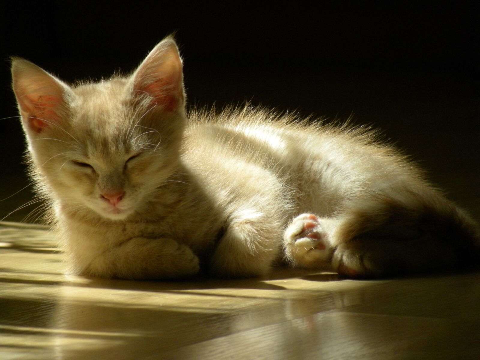 Nikon Coolpix P90 sample photo. Red cat, sleeping cat photography
