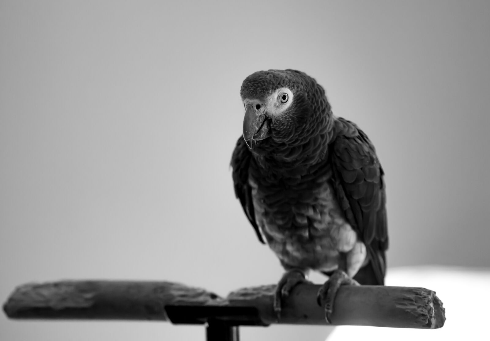 Canon EOS 5D Mark II + Canon EF 300mm F4L IS USM sample photo. African grey, parrot, grey photography