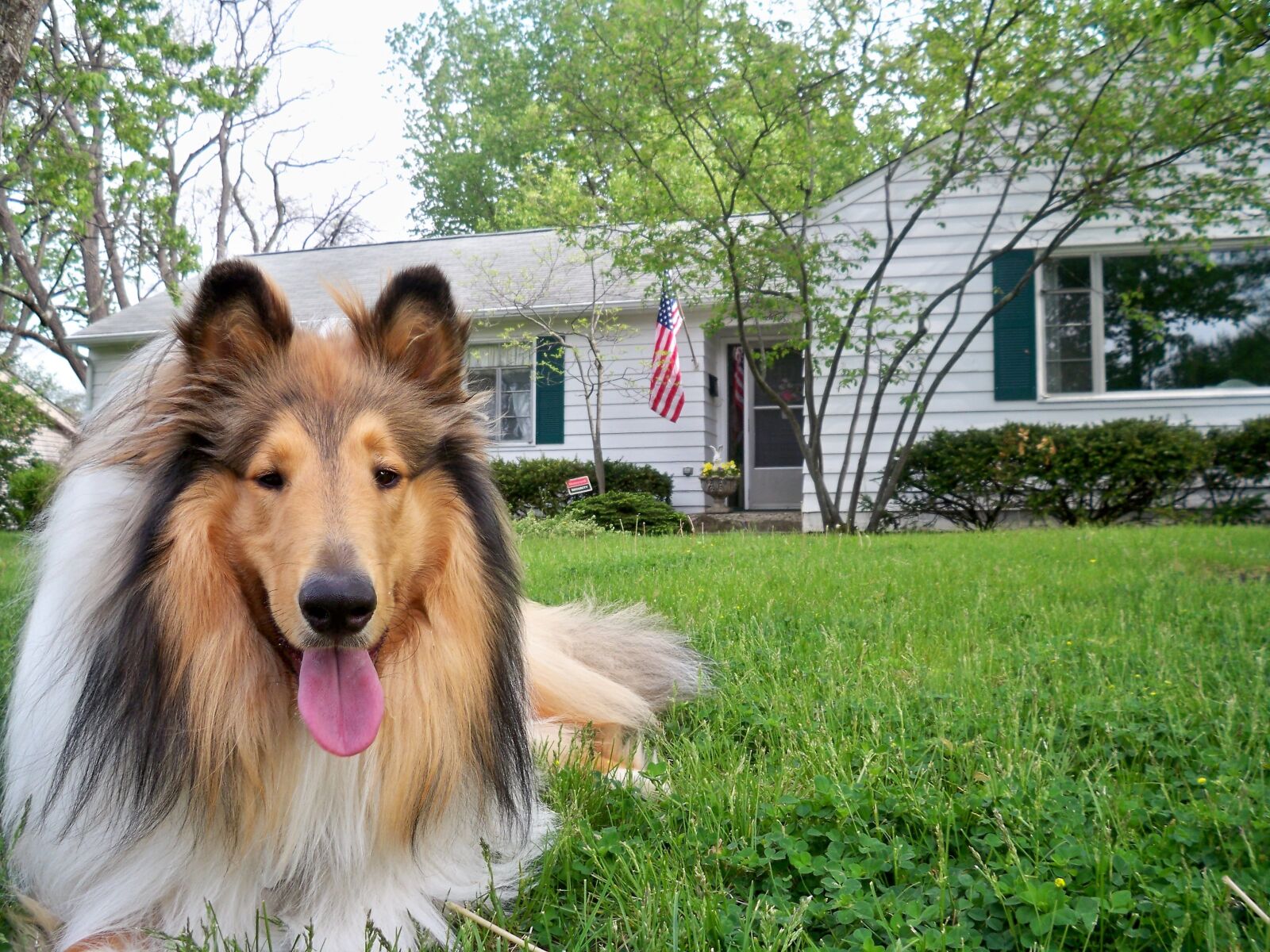 Kodak EasyShare M1033 sample photo. Collie, dog, pet photography