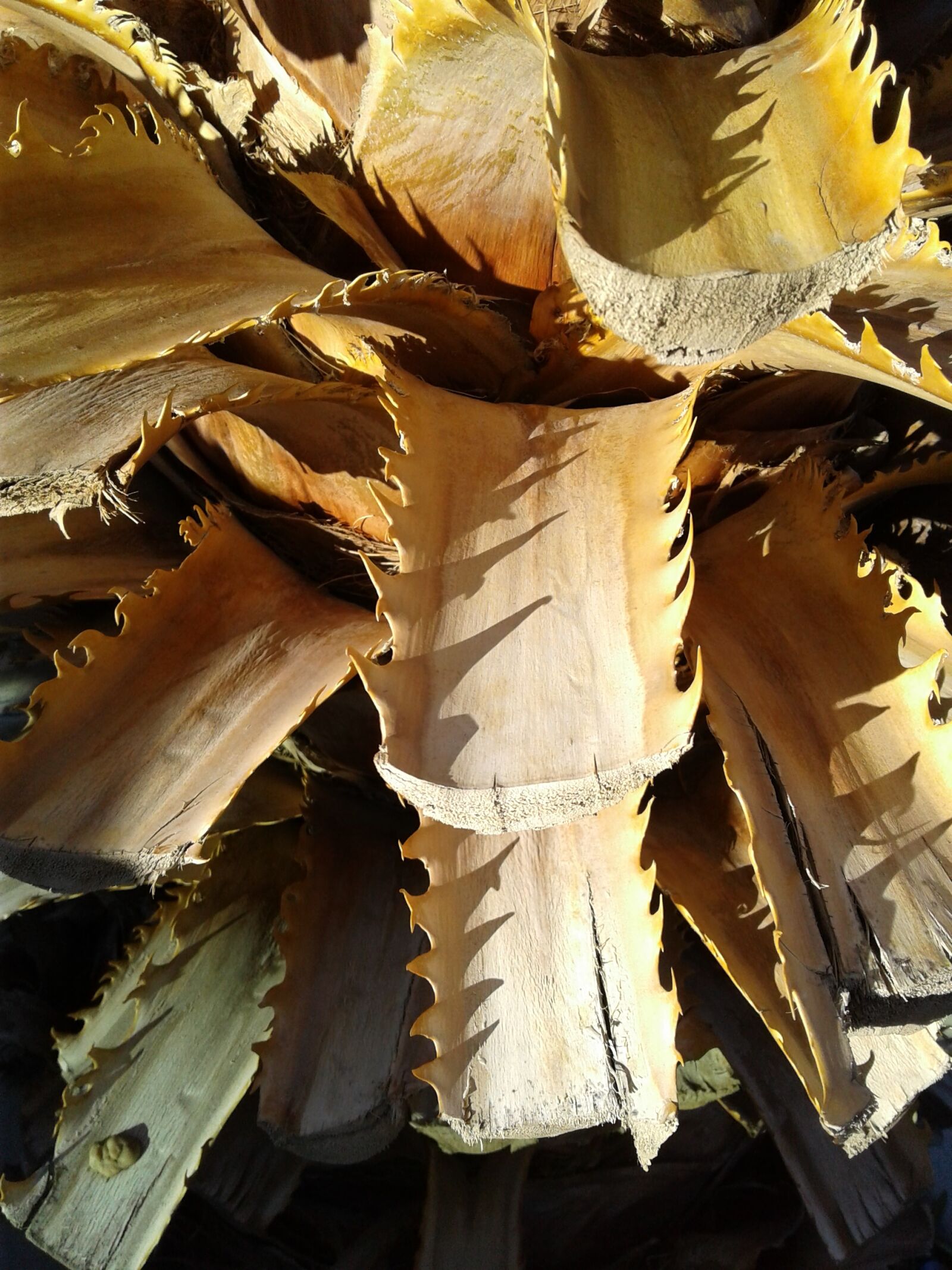 Samsung Galaxy On5 sample photo. Palm, leaves, cut photography