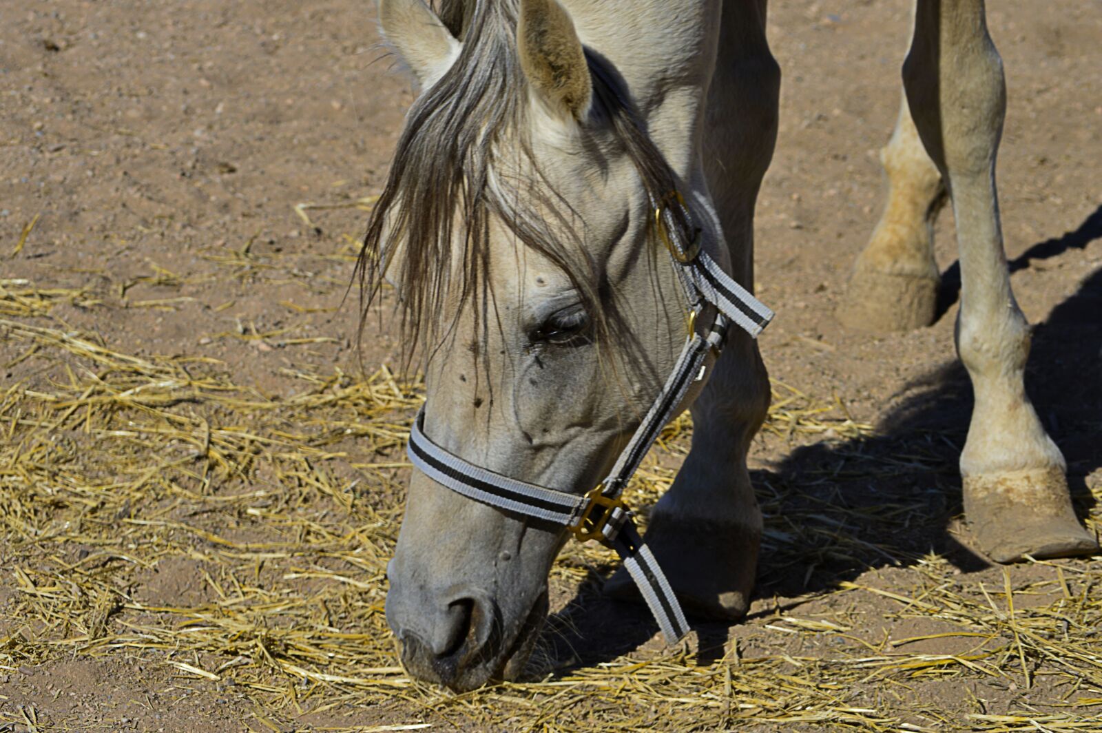 Nikon D3200 sample photo. Horse head, horse grazing photography