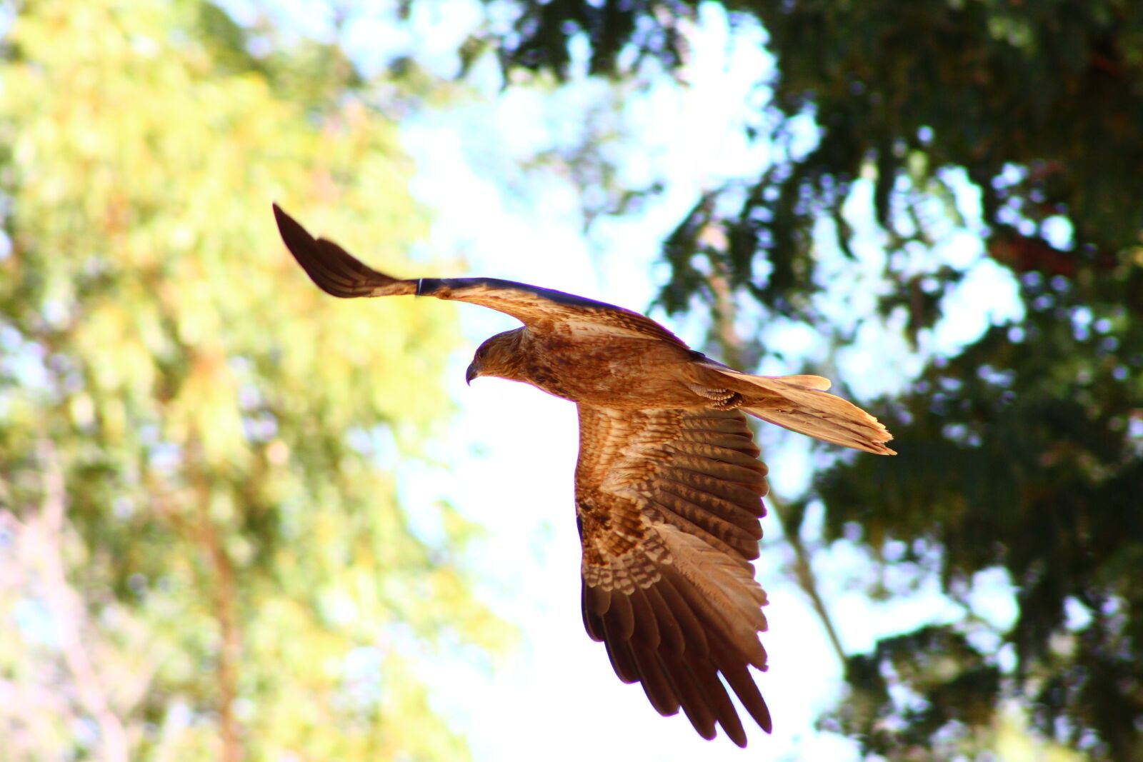 Canon EF 75-300mm f/4-5.6 sample photo. Whistling kite, bird of photography