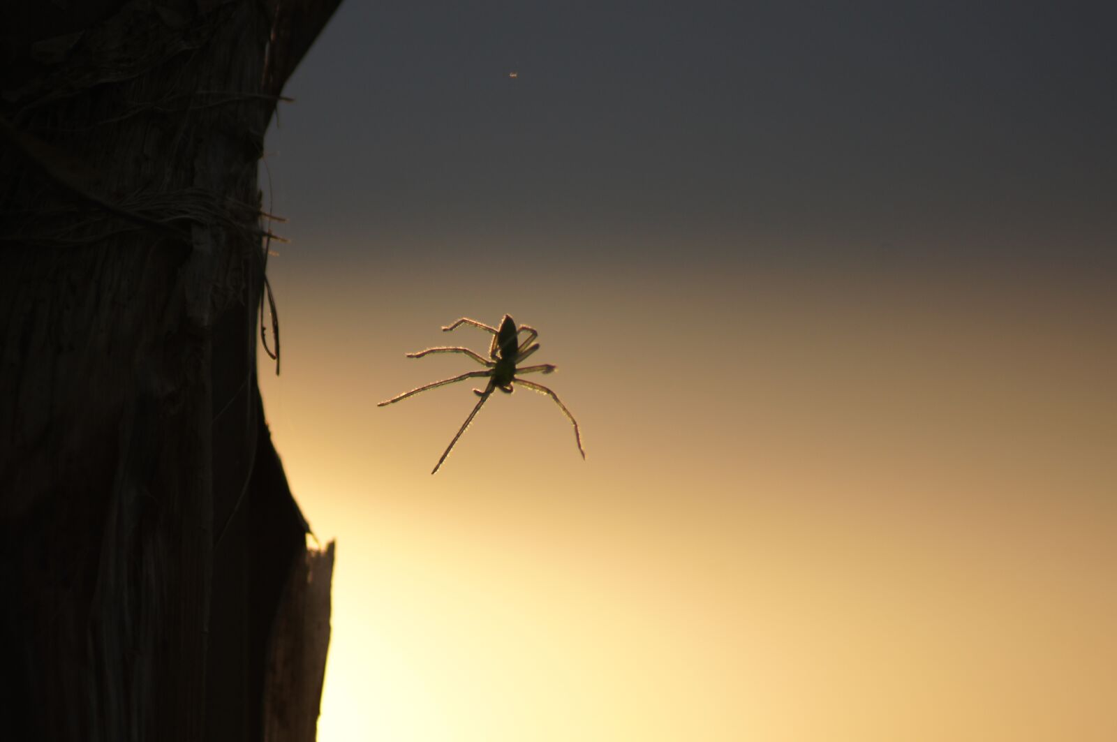 Sony SLT-A55 (SLT-A55V) sample photo. Nature, insects, spider photography