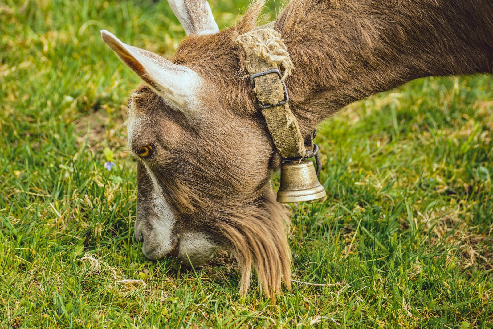 Sony DT 55-300mm F4.5-5.6 SAM sample photo. Goat, toggenburg goat, mammal photography