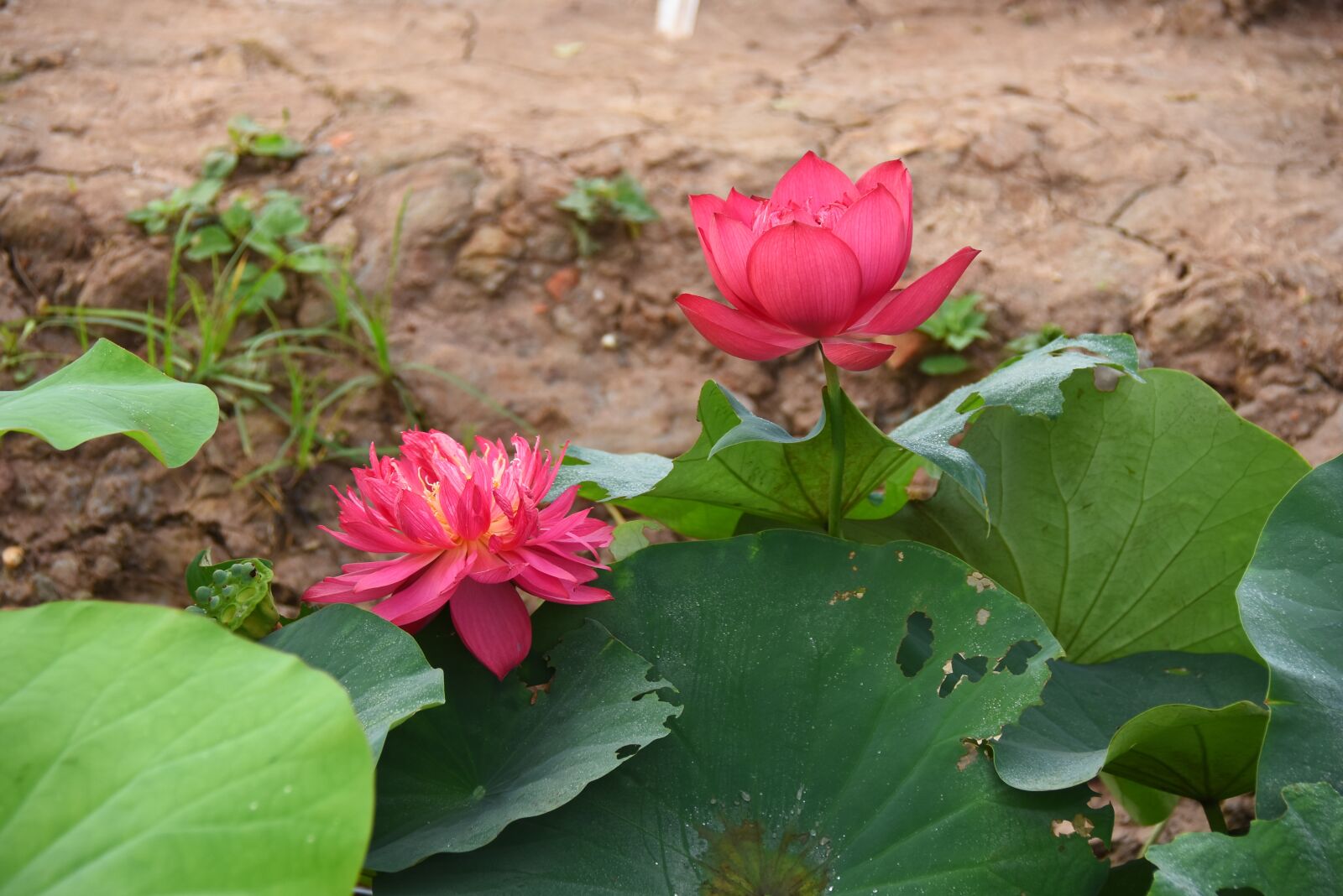 Nikon D7200 sample photo. Lotus flowers, throat, red photography