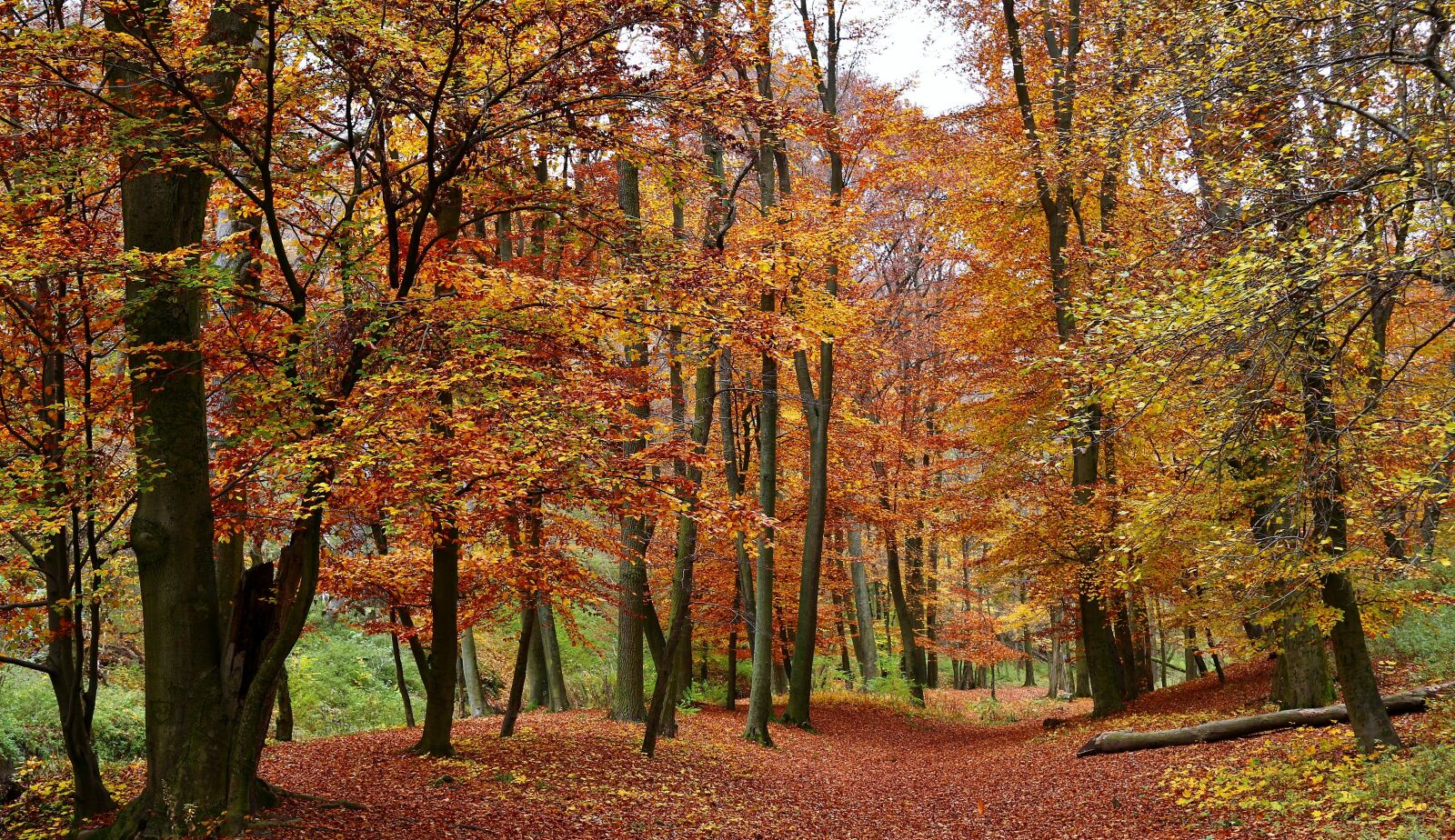 Canon EOS 650D (EOS Rebel T4i / EOS Kiss X6i) sample photo. Forest, autumn, trees photography
