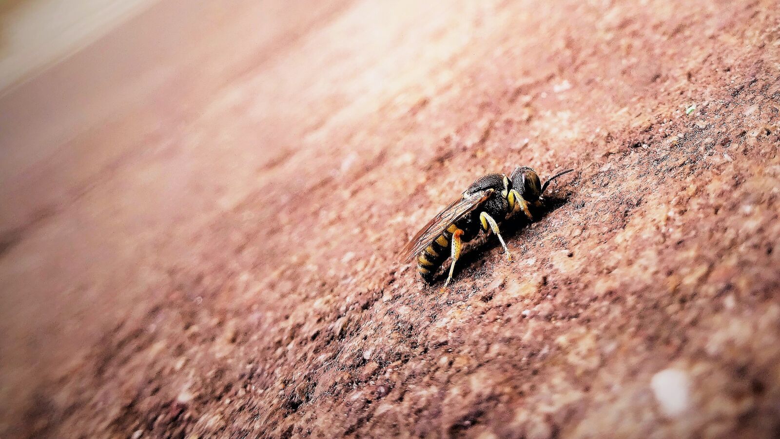 Sony Cyber-shot DSC-WX350 sample photo. Bee, biology, close, up photography