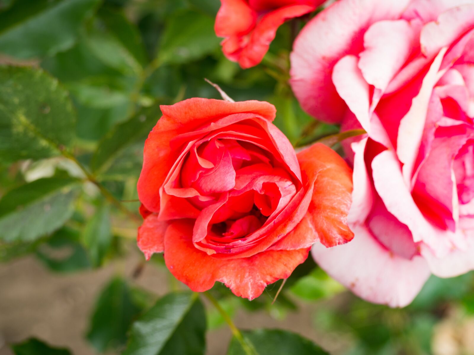 Olympus OM-D E-M10 sample photo. Flowers, nature, blossoms photography