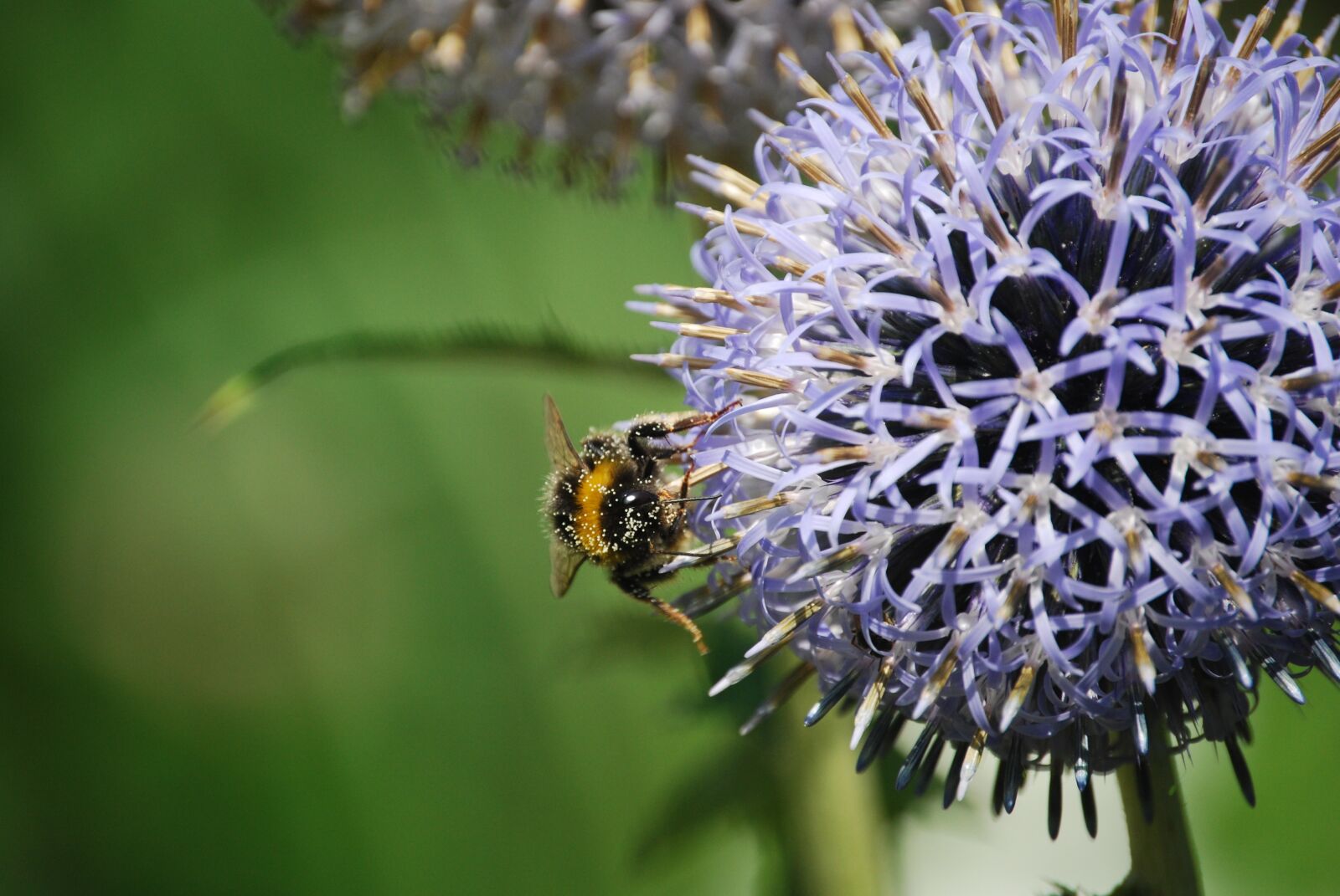 Nikon D40X sample photo. Flowers, bee photography