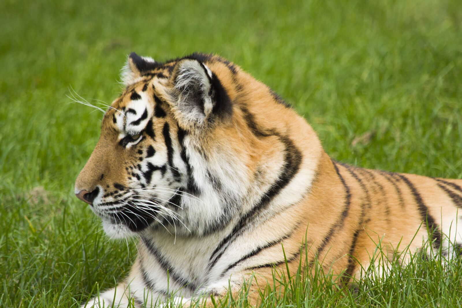 Nikon D3100 sample photo. Tiger, big cat, wildlife photography