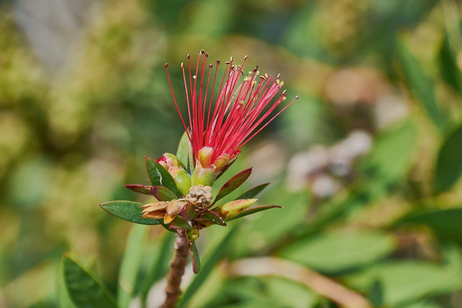 Nikon D7200 sample photo. Flower, garden, plant photography