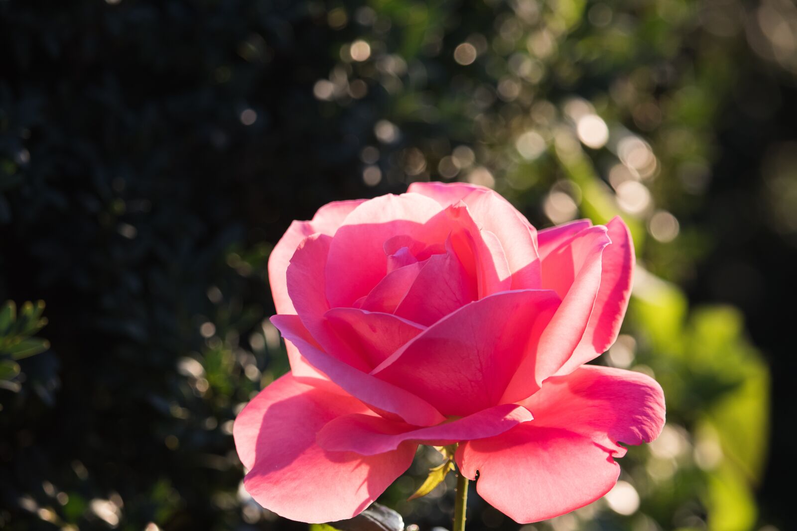 Canon EF-S 55-250mm F4-5.6 IS STM sample photo. Rose, blossom, bloom photography