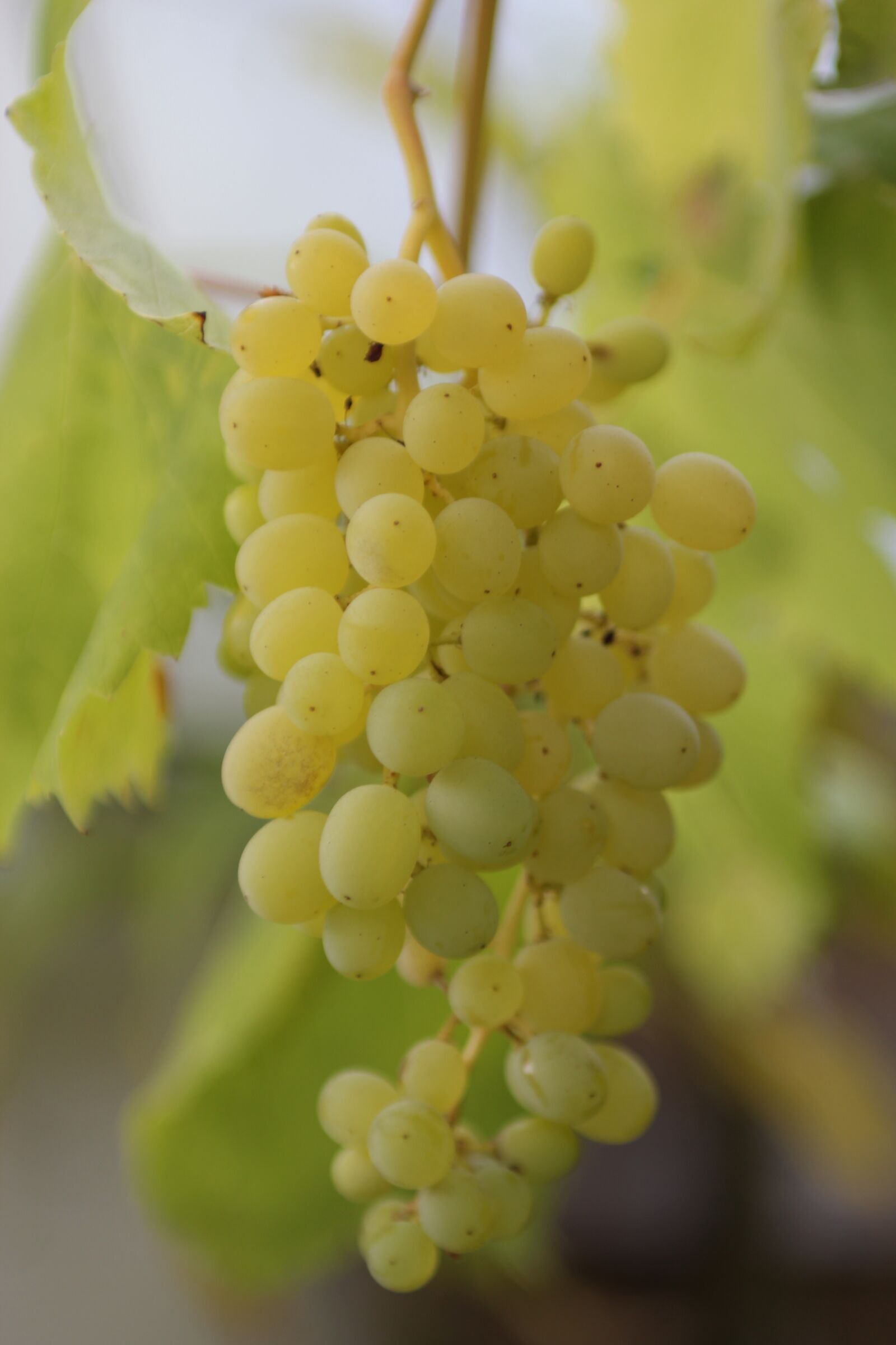 Canon EOS 60D sample photo. Grapes, macro, green photography