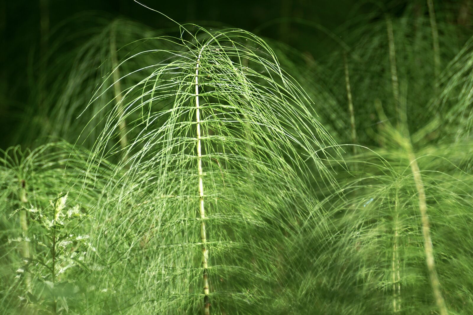 Sony DT 55-300mm F4.5-5.6 SAM sample photo. Horsetail, equisetum, giant horsetail photography