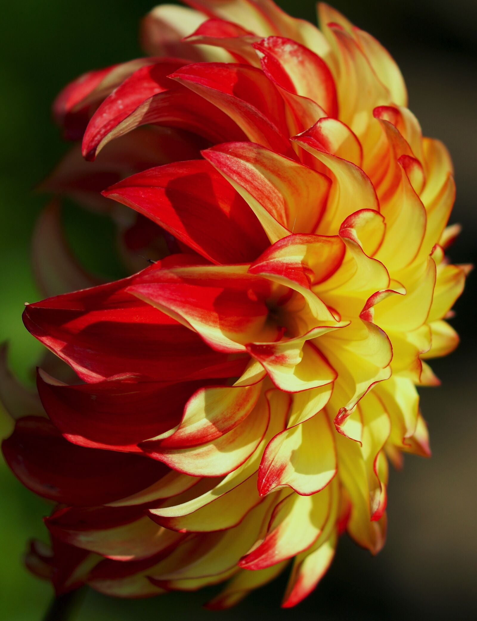 Sony ILCA-77M2 + Tamron SP AF 90mm F2.8 Di Macro sample photo. Dahlia, red, yellow photography