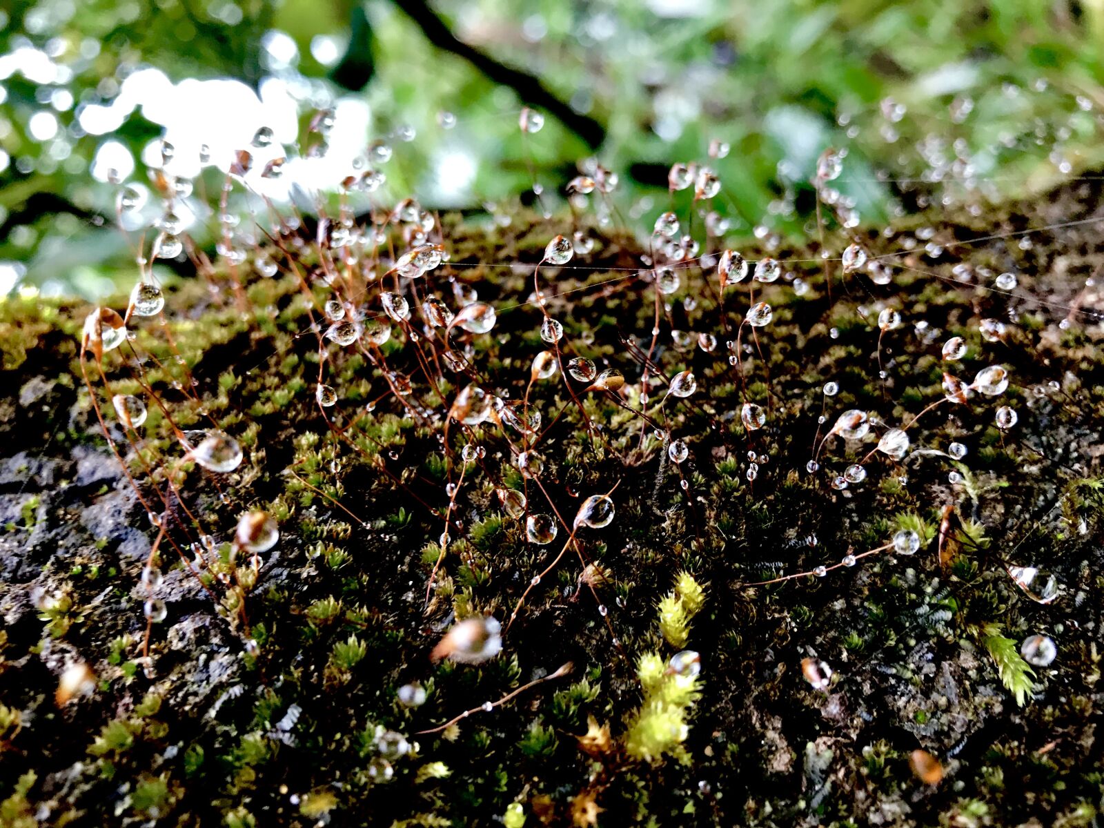 iPhone 7 back camera 3.99mm f/1.8 sample photo. Holiday, trekking, am photography
