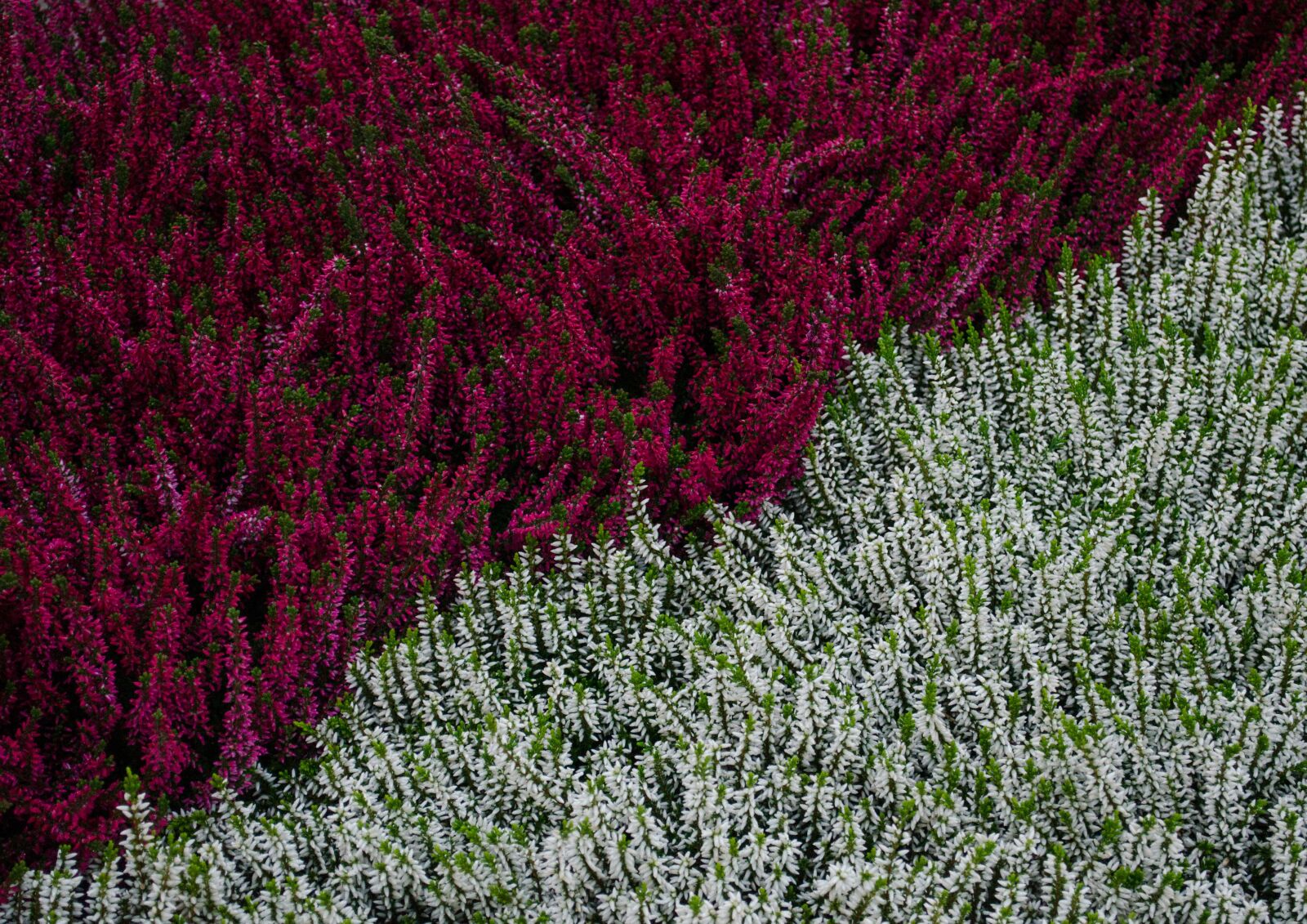 Nikon D5100 sample photo. Plants, erica, flat heather photography