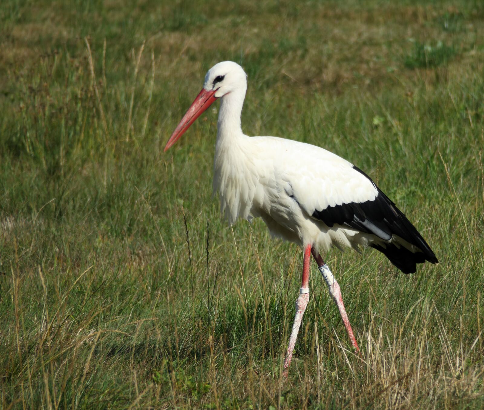Canon PowerShot G3 X sample photo. White stork, bill, rattle photography